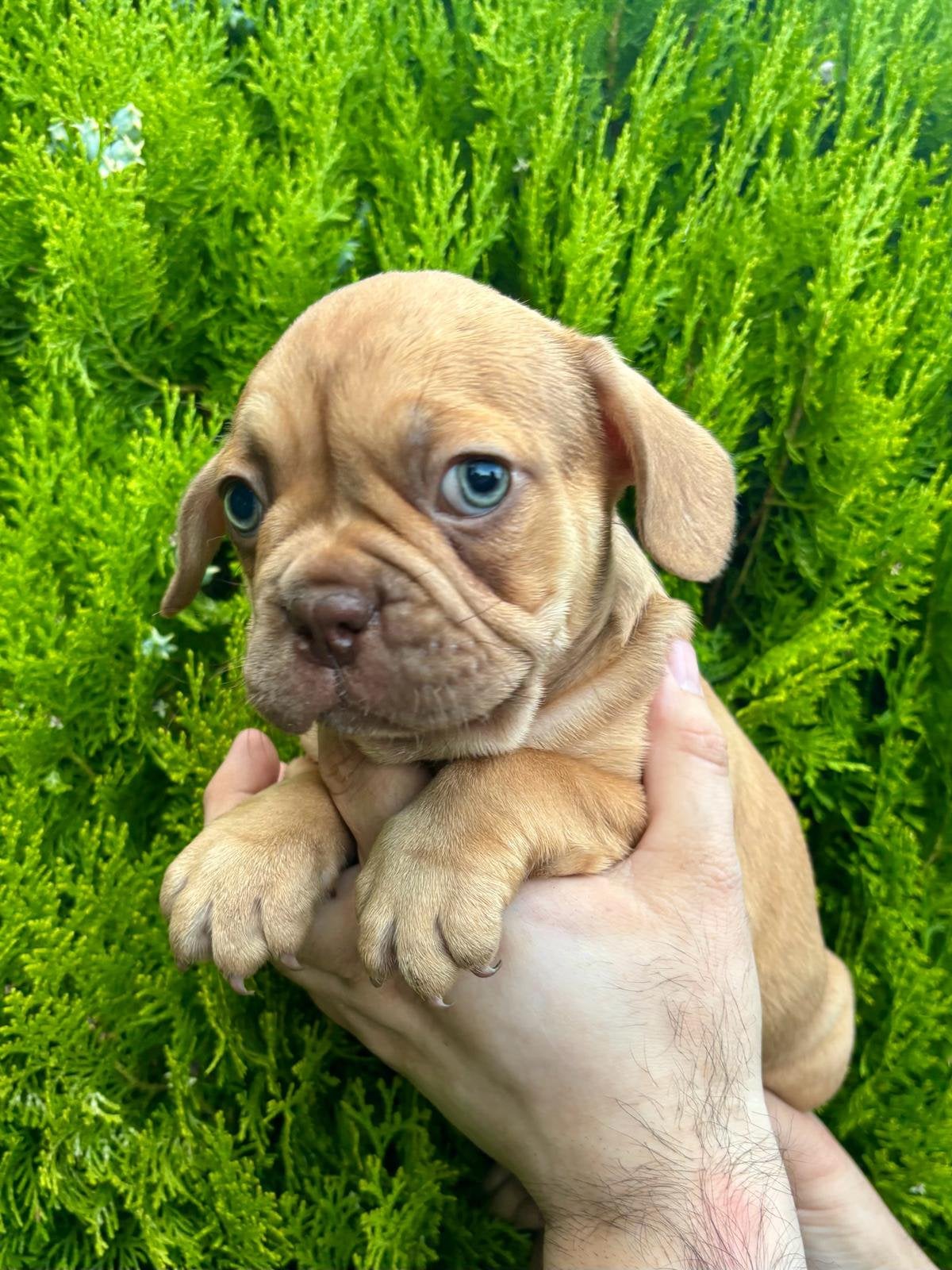 “New” french Bulldog/ “Nieuwe” franse Bulldog, Dieren en Toebehoren, Honden | Bulldogs, Pinschers en Molossers, België, Particulier