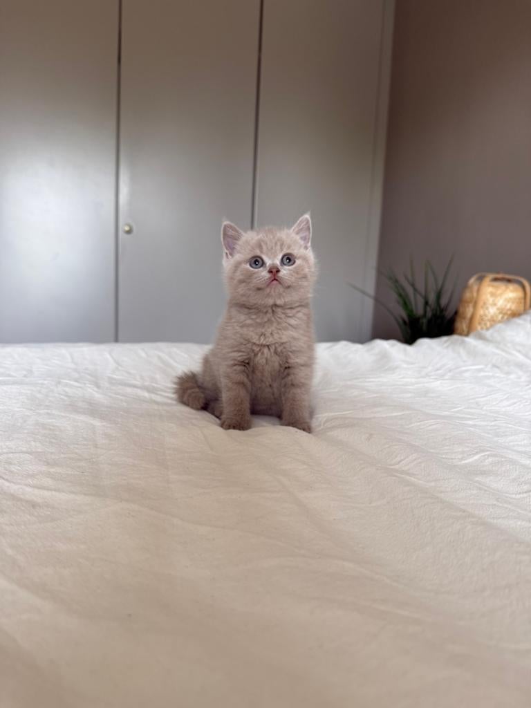 Brits korthaar kitten, Dieren en Toebehoren, Katten en Kittens | Raskatten | Korthaar, Kater, Ontwormd, 0 tot 2 jaar