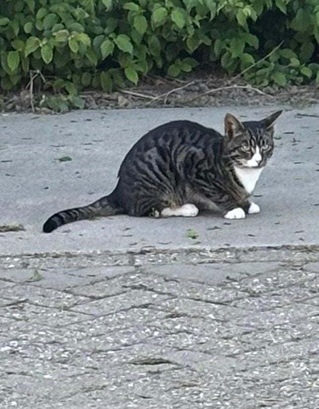vermist Kater, Dieren en Toebehoren
