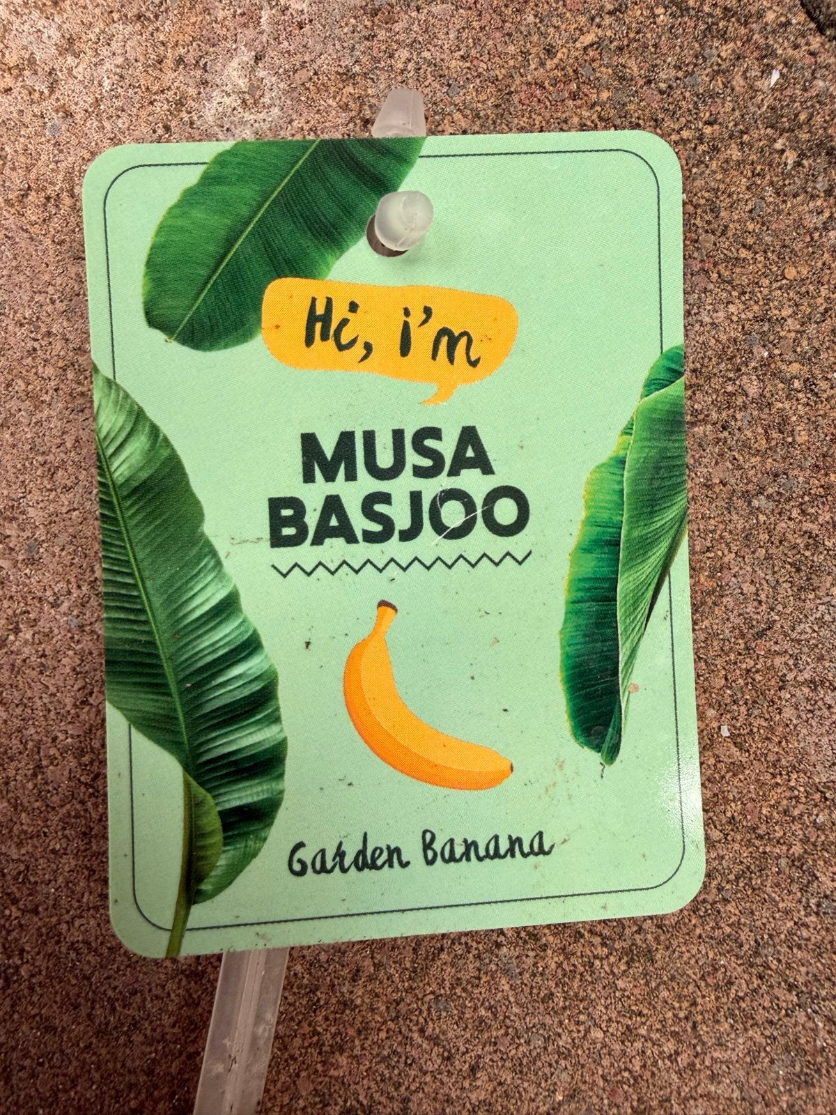 Musa Basjoo - Winterharde Bananenplant (ca. 125 cm), Ophalen, Volle zon, Vaste plant, Bloeit niet