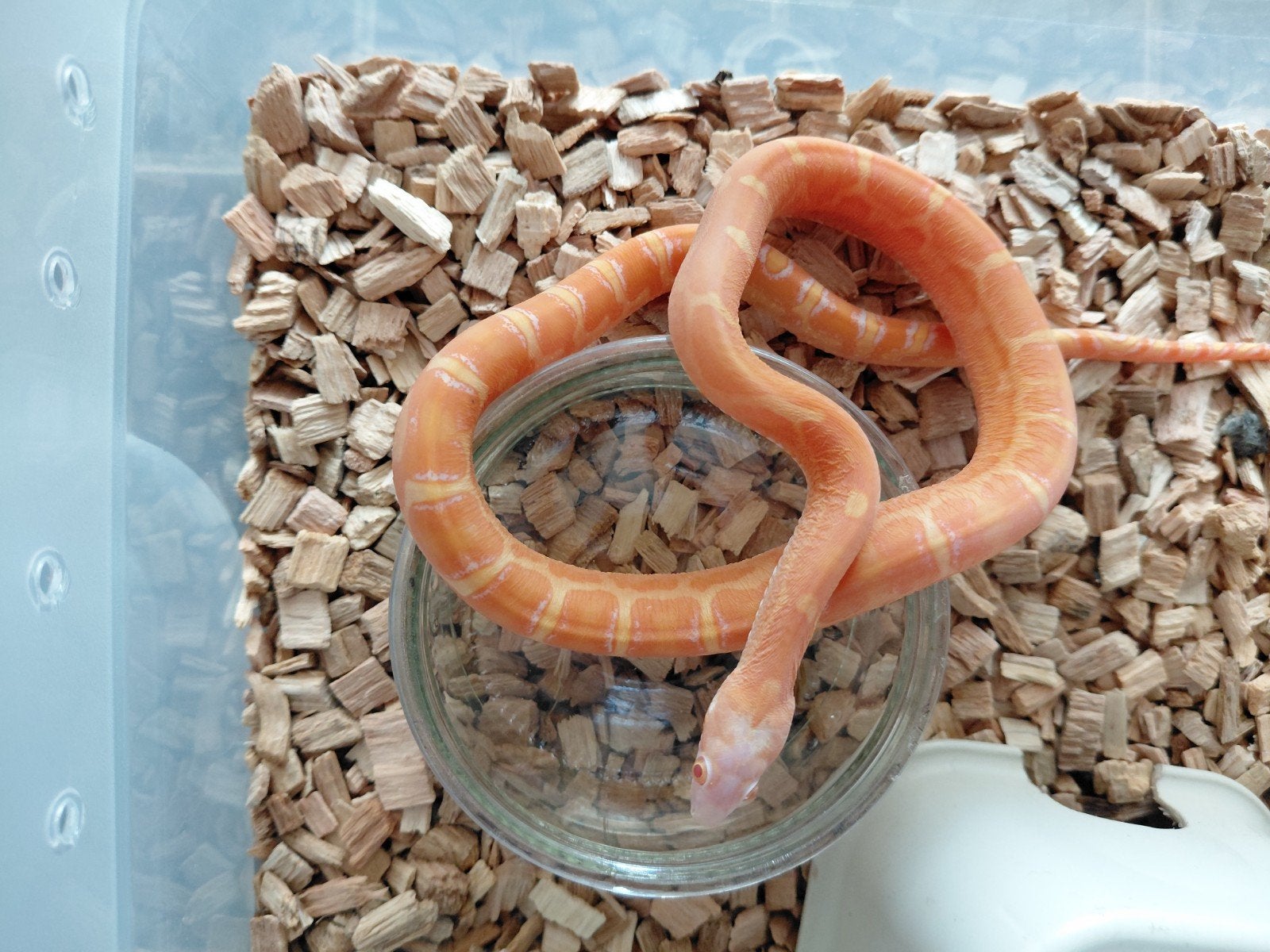 Korenslang nk2025  man scaleless amel het. caramel, motley +, Dieren en Toebehoren, Reptielen en Amfibieën, Slang, 0 tot 2 jaar