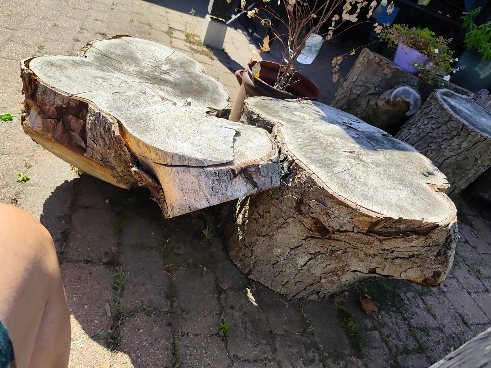 Boomstronken van gekapte kastanjeboom, Ophalen, Gebruikt, Overige typen, Hardhout