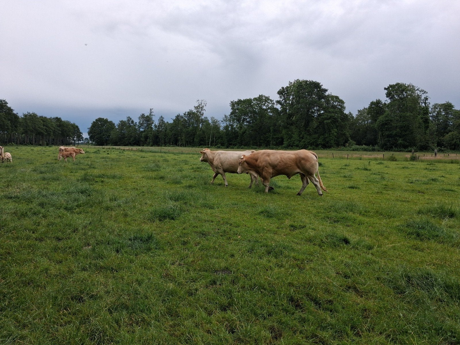 Blonde d'Aquitaine dekstier, Dieren en Toebehoren, Mannelijk