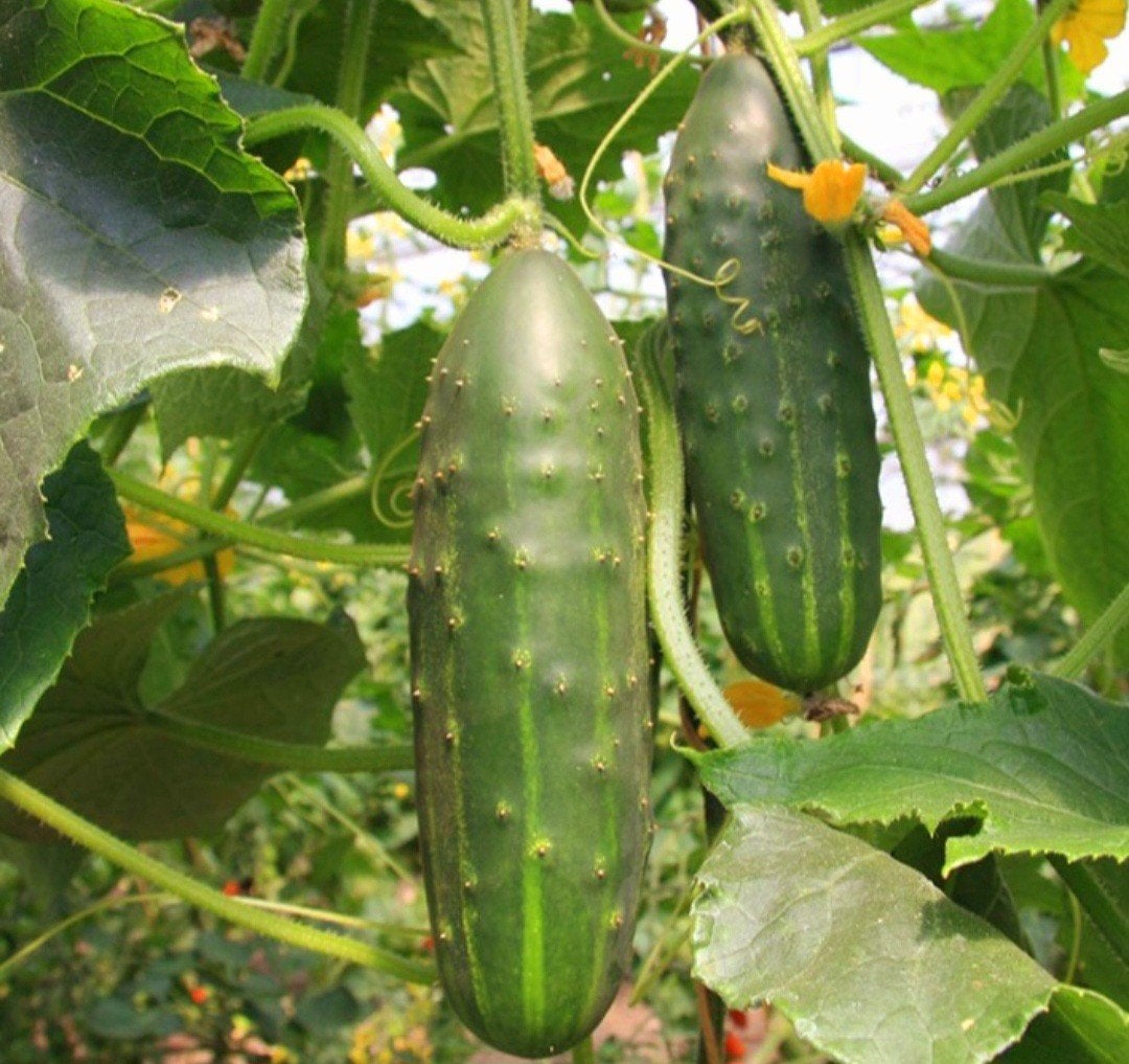 Te koop: Verse biologische komkommerplantjes, Ophalen, Eenjarig, Groenteplanten, Volle zon