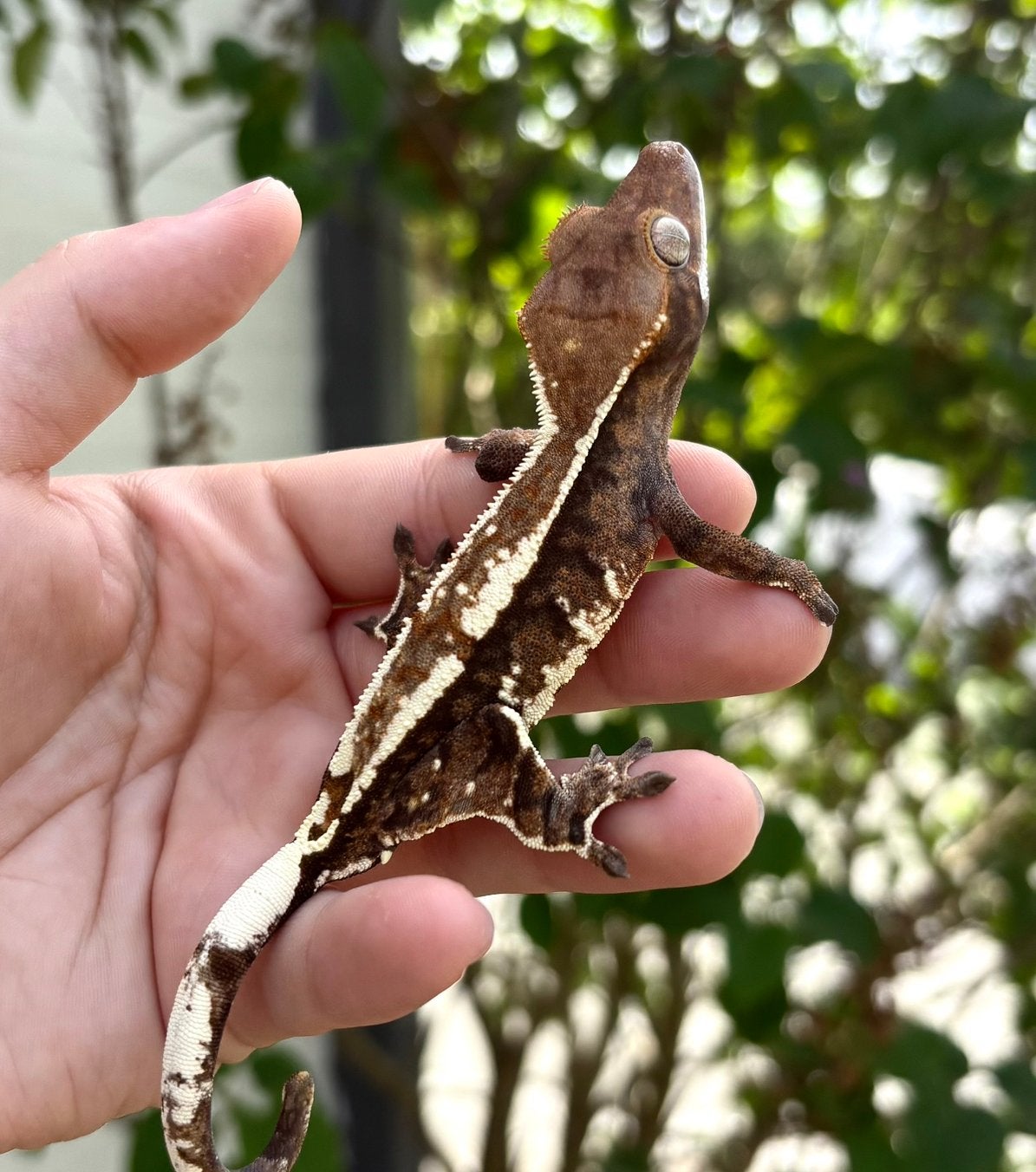 Wimpergekko Cappuccino 0.1 vrouw, Hagedis, 0 tot 2 jaar