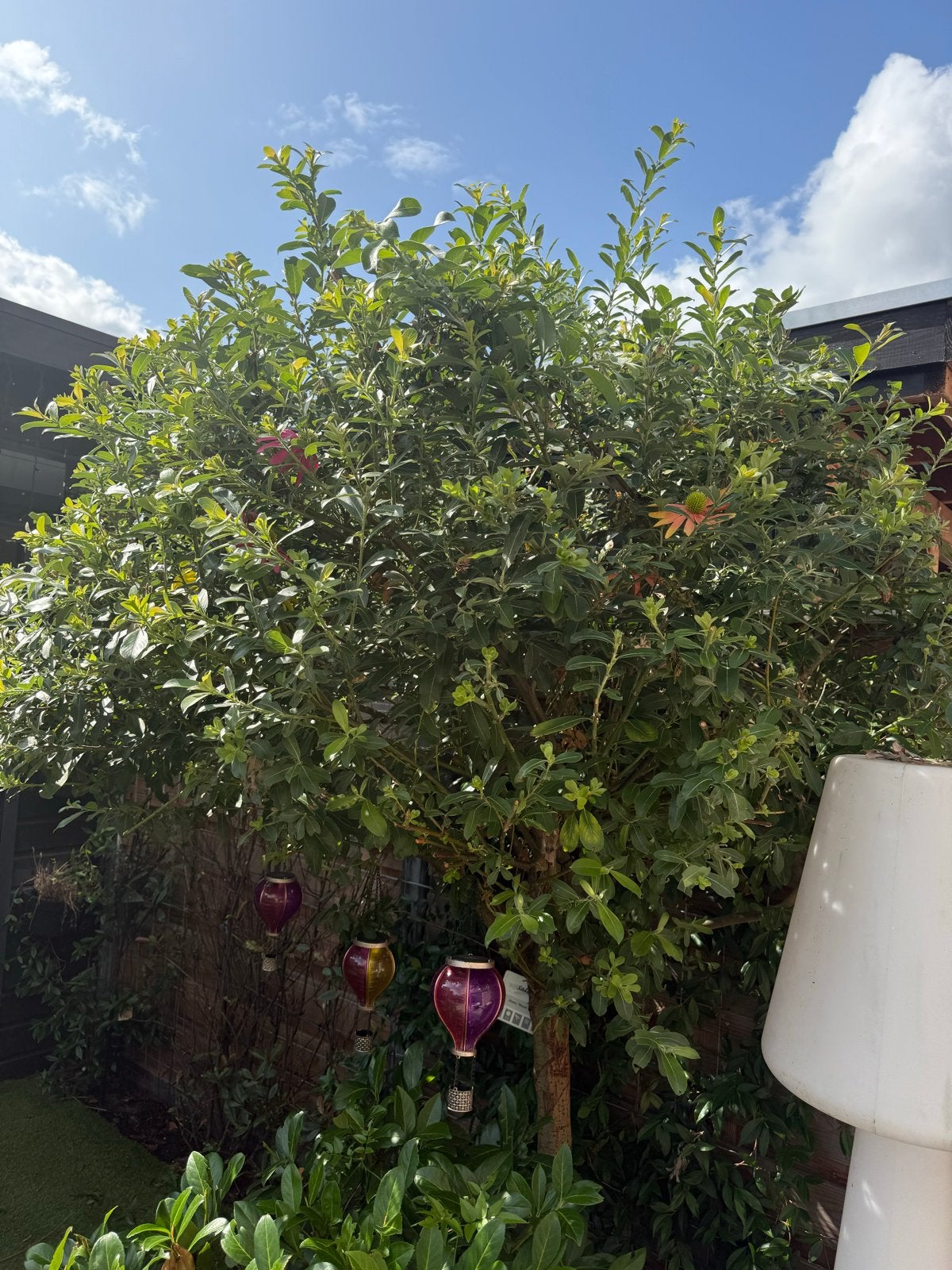 Salix chaen. 'Mount Aso' - Sierlijke Wilg, Tuin en Terras, Overige soorten, Lente, 250 tot 400 cm, Ophalen