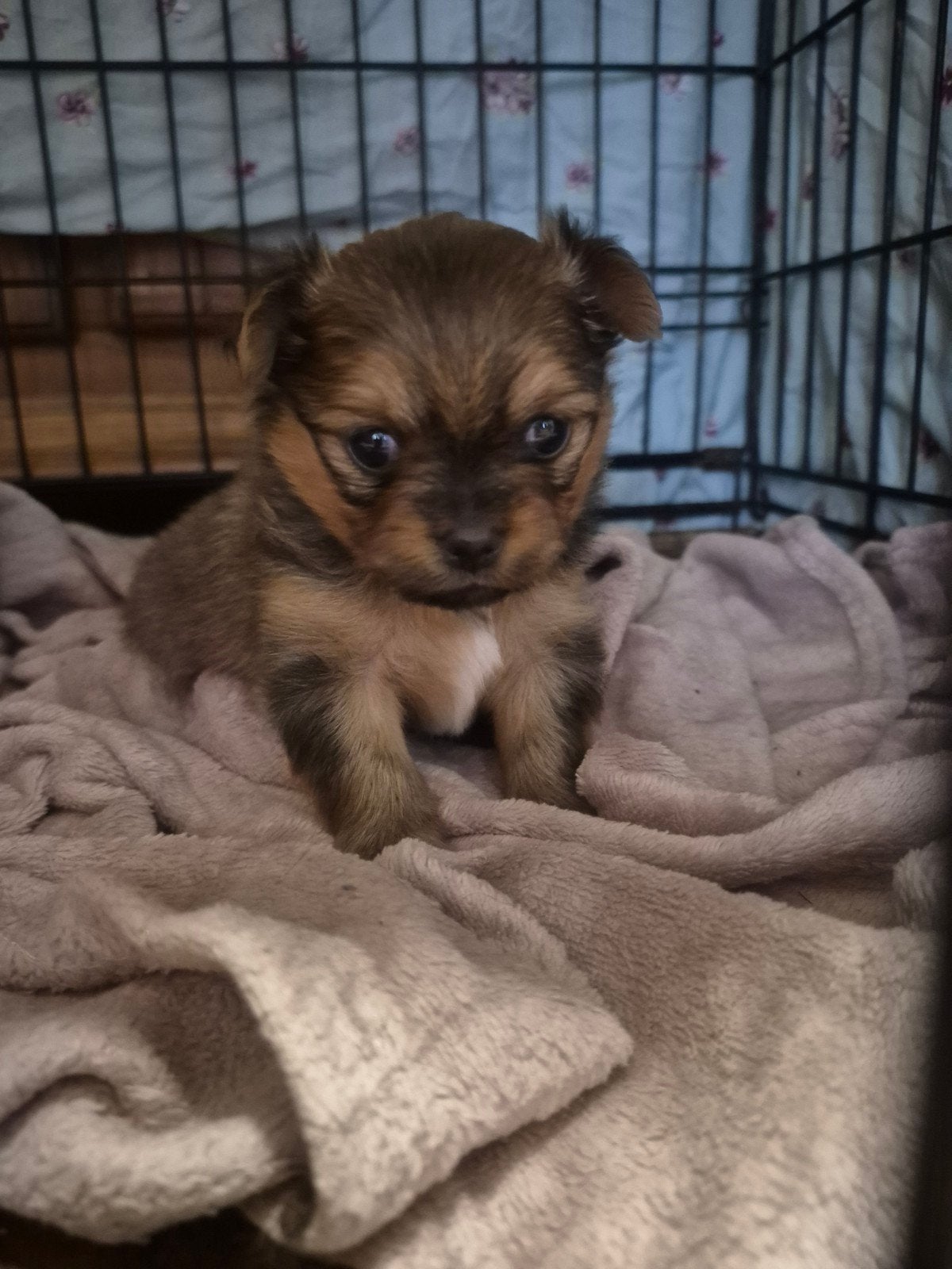 Pomchi pup teefje, Reu, 8 tot 15 weken, Eén hond, Nederland