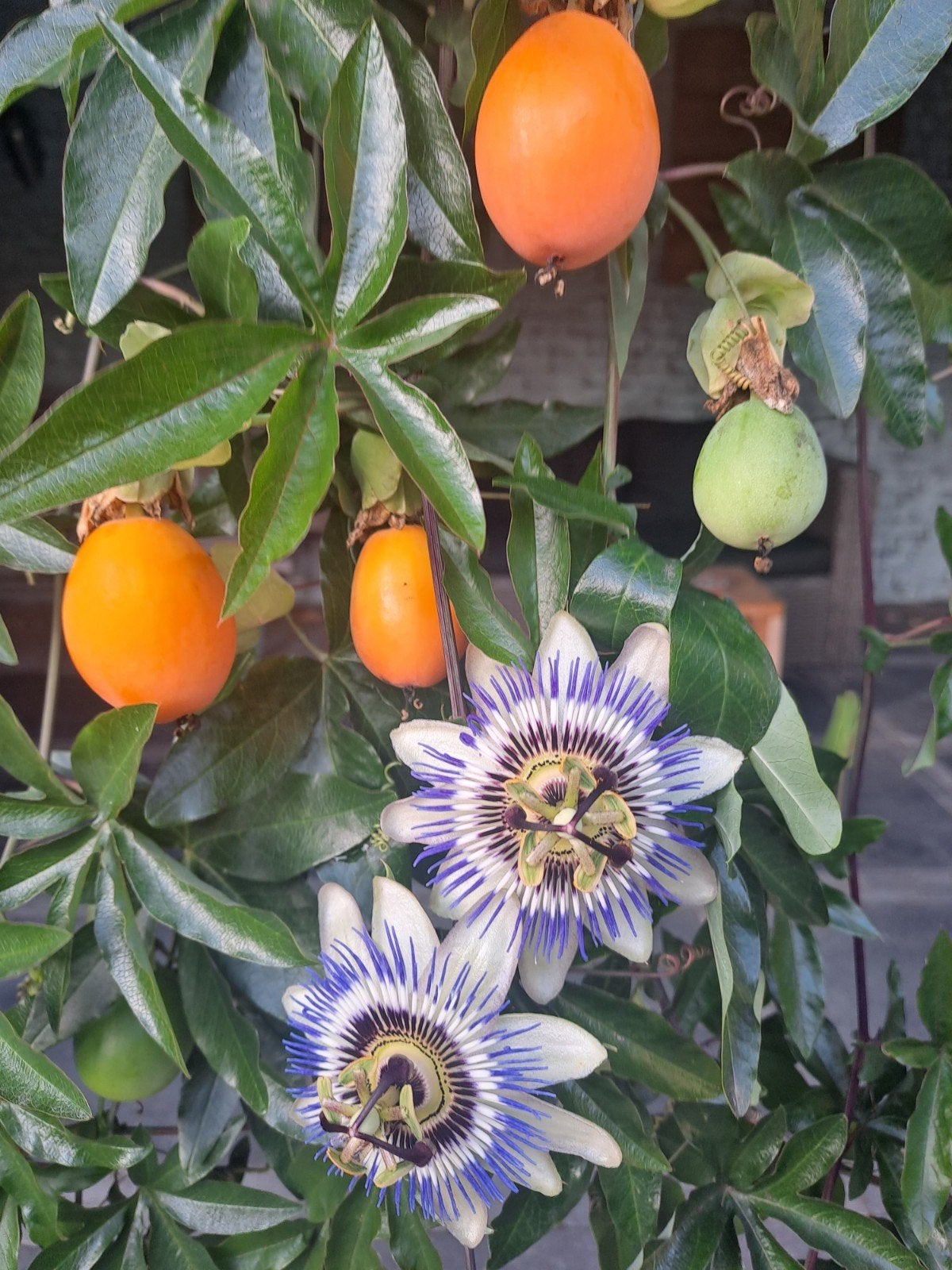 Passiebloemen met vruchten                  ( 3 stuks €5,- ), Ophalen, Vaste plant, Overige soorten