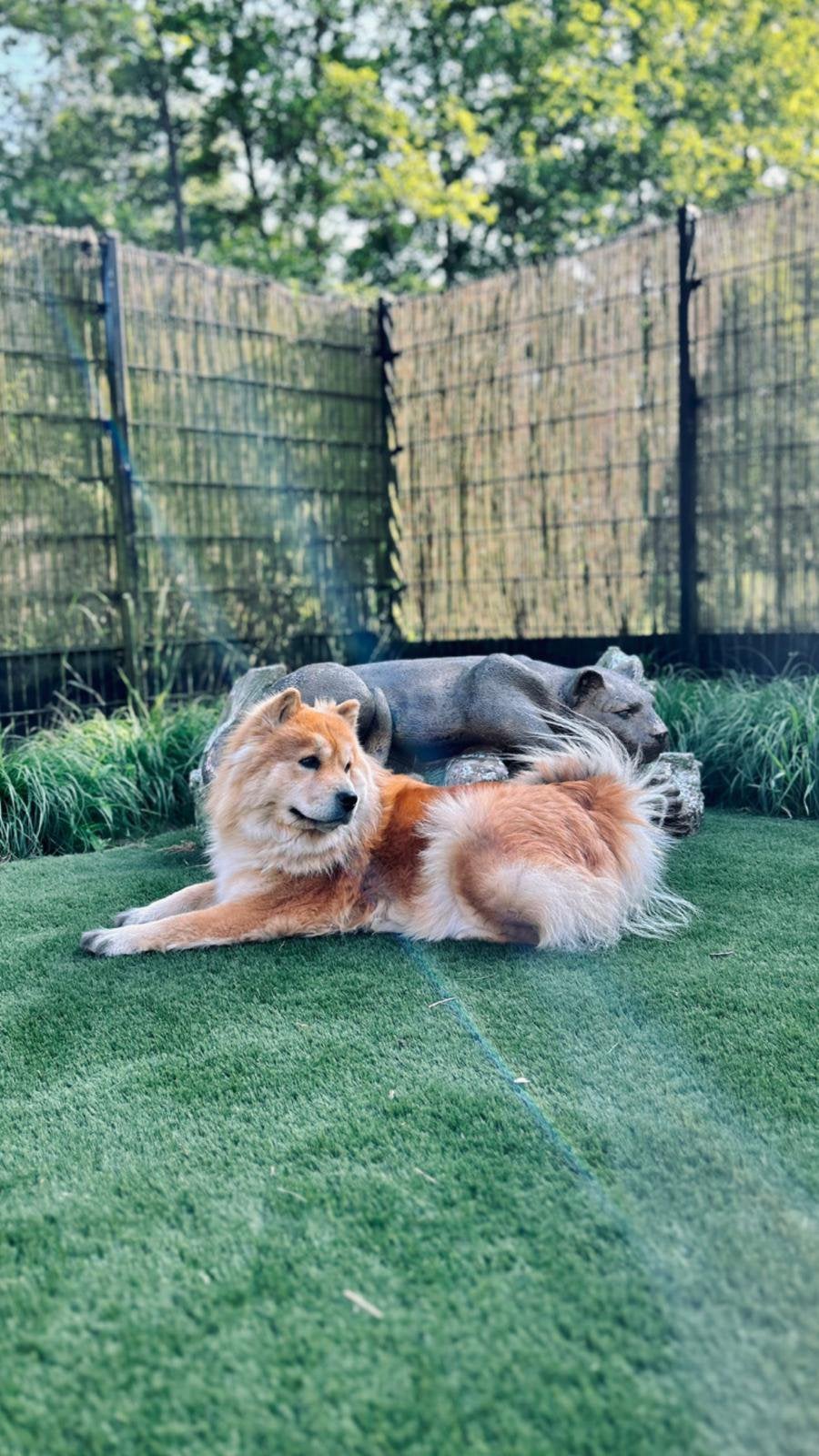 Gezocht: Chowba - chow chow x shiba inu kruising, 15 weken tot 1 jaar, Teef, Eén hond, Klein