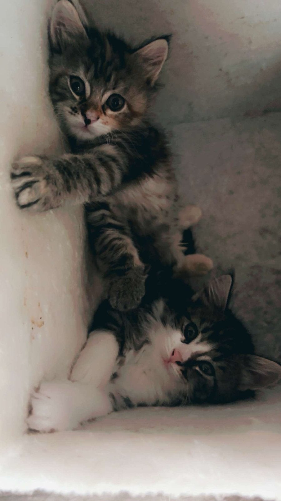 2 hele lieve boskat poesjes, Poes