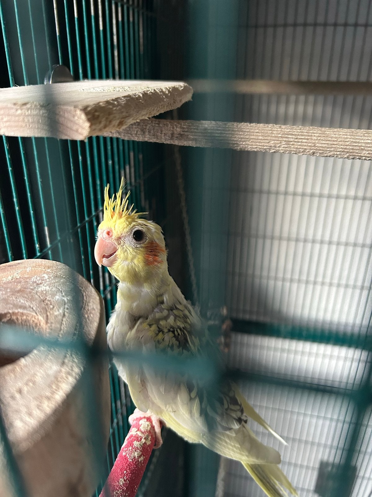 Jonge valkparkiet, Dieren en Toebehoren, Vogels | Parkieten en Papegaaien, Geslacht onbekend, Parkiet
