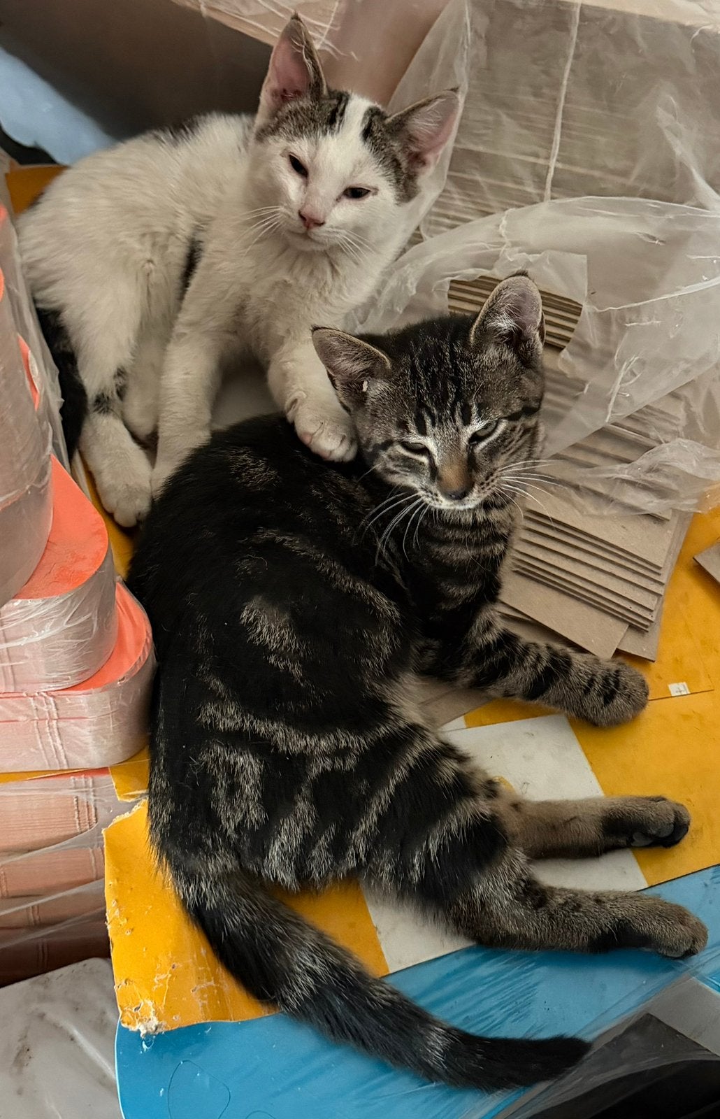 Kittens en poes gratis, Poes