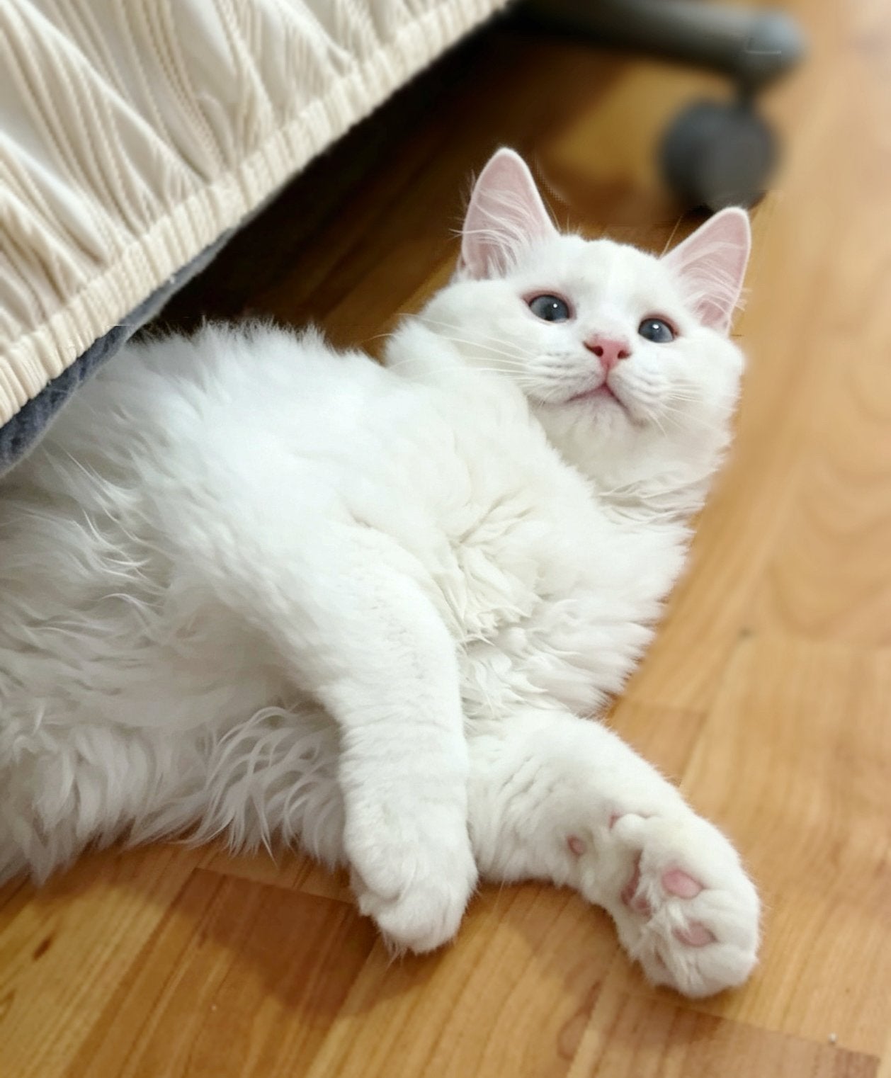 Super knappe rode ragdoll kitten katertje 2 vaccinaties, Dieren en Toebehoren, Kater, Ontwormd