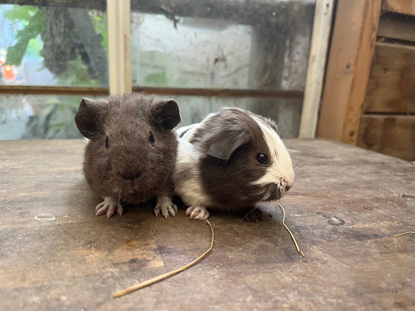 Beertjes koppel, Dieren en Toebehoren, Cavia, Augustus, Mannelijk, Tam