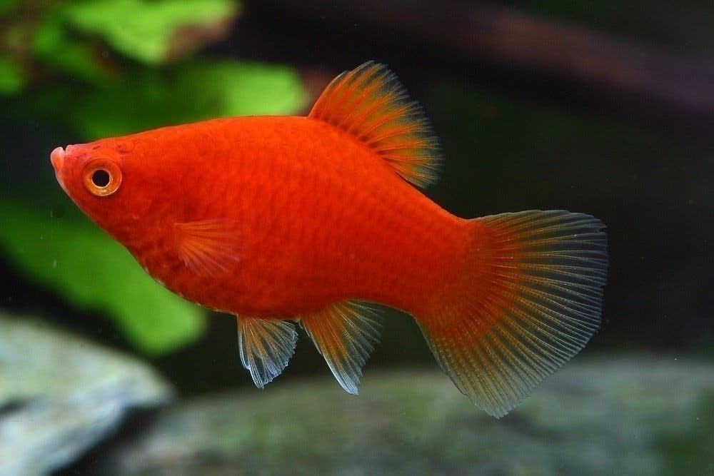 Molly, platy, zwaarddrager, ze zijn levendbarend, Dieren en Toebehoren, Vis