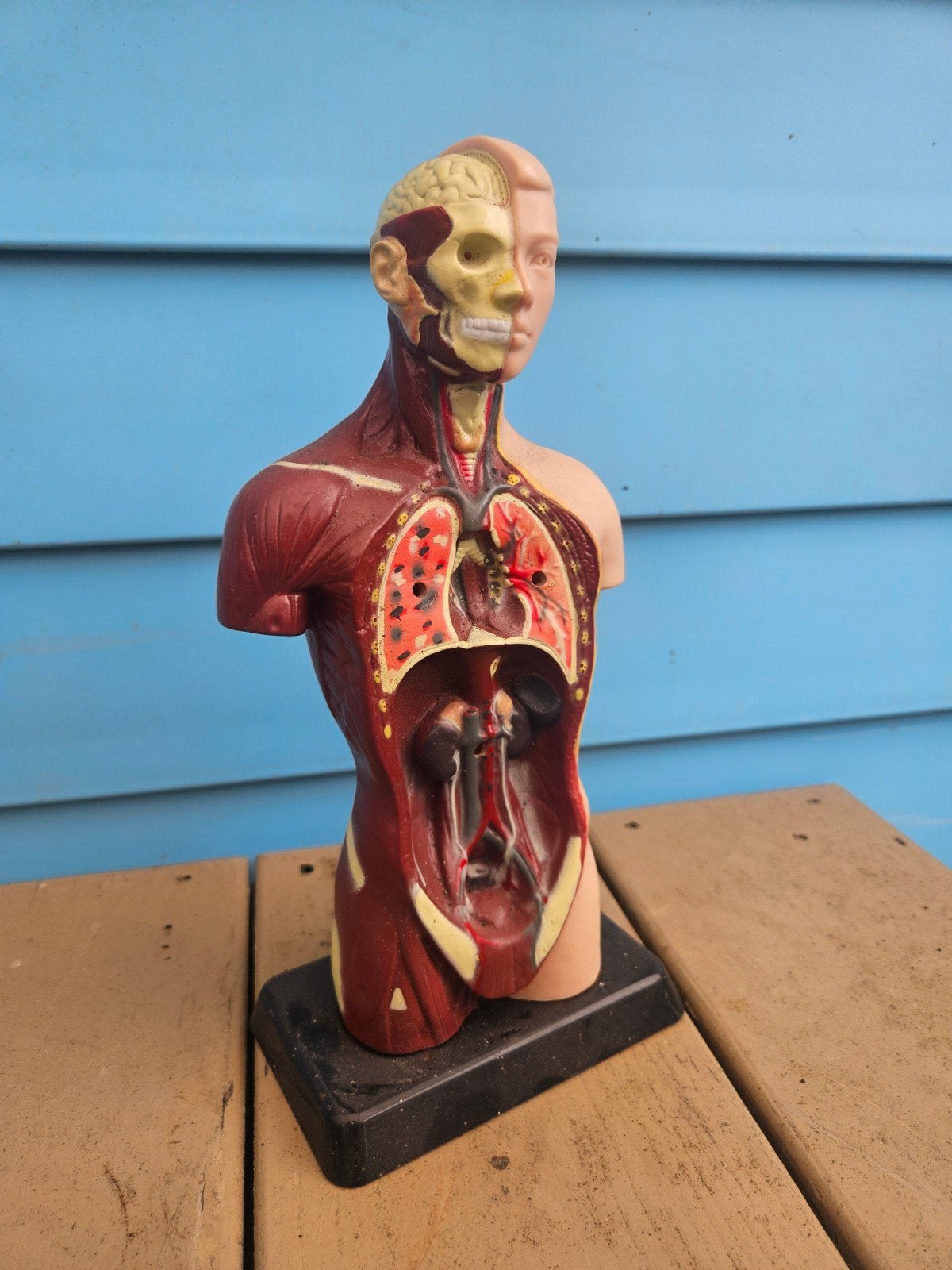 Vintage anatomisch model menselijk lichaam - decoratief, Ophalen of Verzenden, Gebruikt