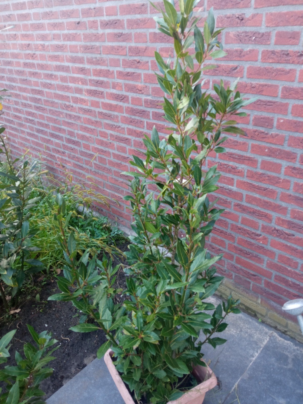 Laurus nobilis laurier keukenkruiden variant 3-10€, Ophalen, Laurier, Minder dan 100 cm