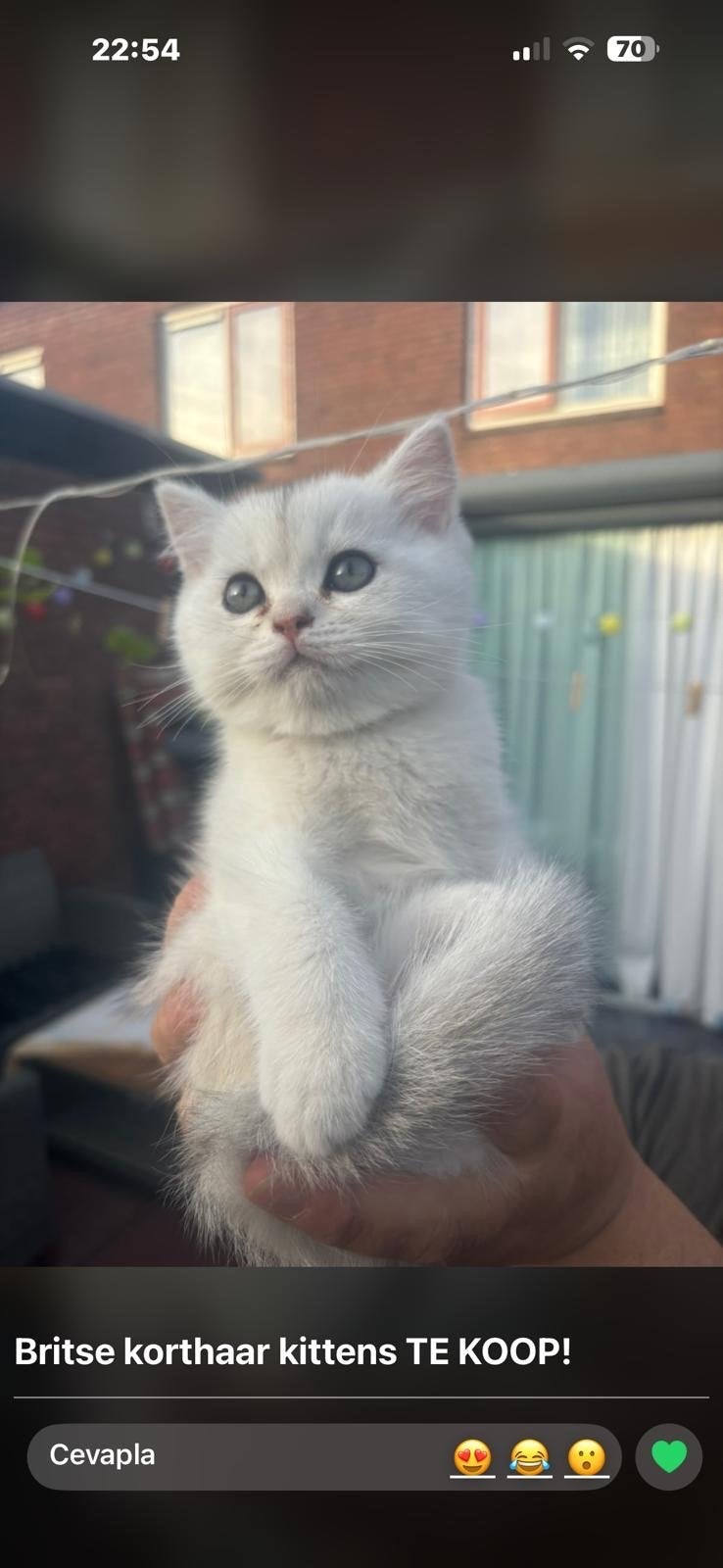 Britse korthaar kittens, Dieren en Toebehoren, Katten en Kittens | Overige Katten, Kater