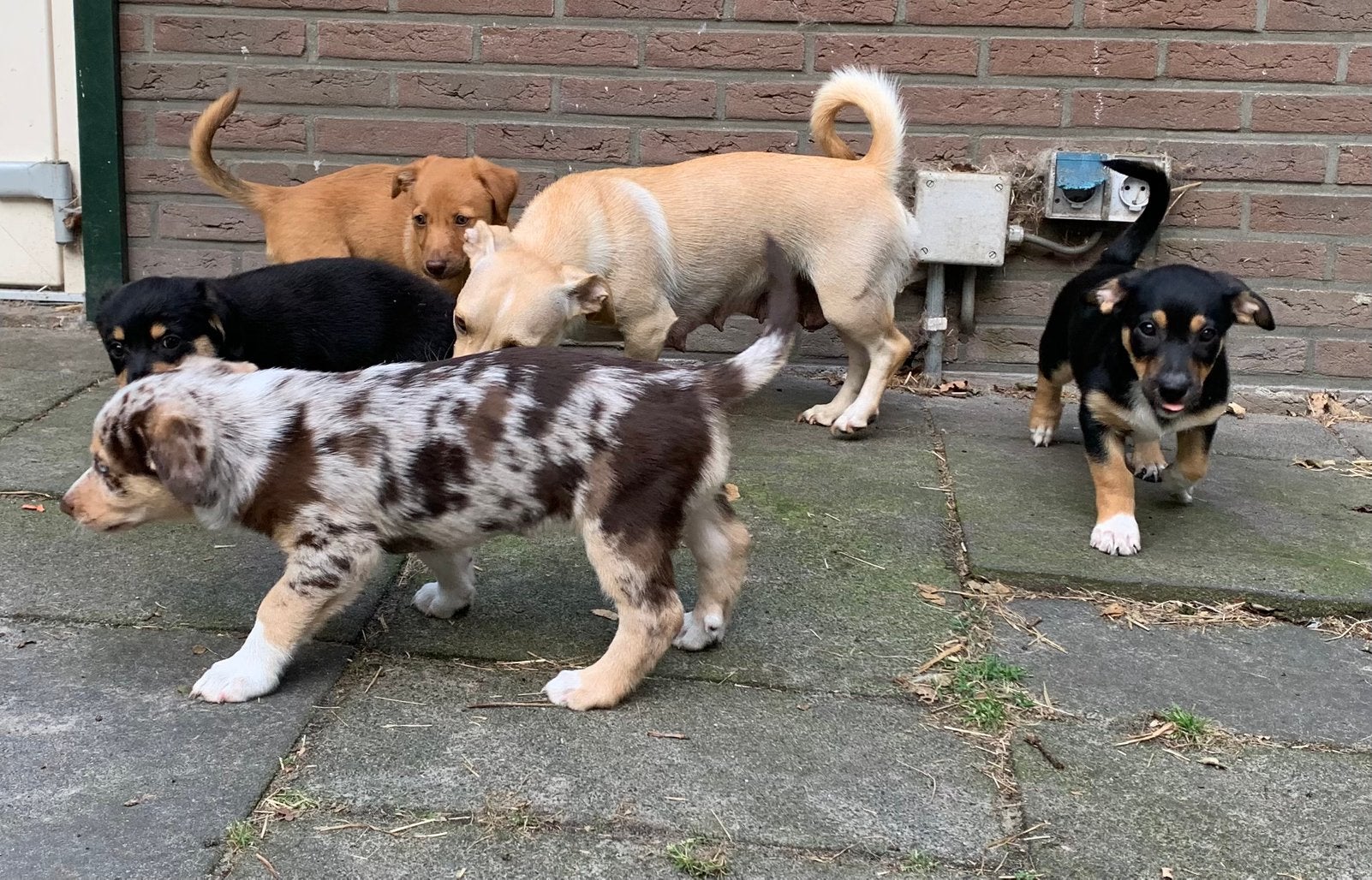 Border Weenie pups, super goed gesocialiseerd & actief!, 8 tot 15 weken, Parvo, Meerdere, Meerdere dieren