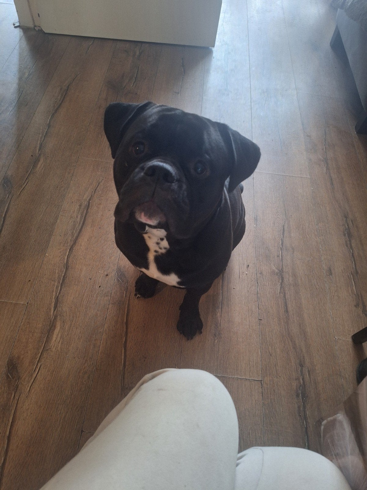 hond zwart, Dieren en Toebehoren, 15 weken tot 1 jaar, Reu, Eén hond, Nederland