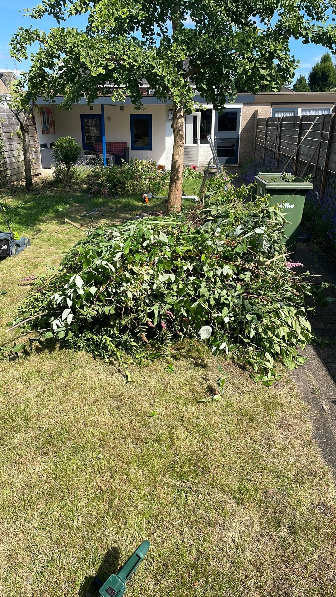 Gratis af te halen, Tuin en Terras, Planten | Bomen, Ophalen, Volle zon, Overige soorten