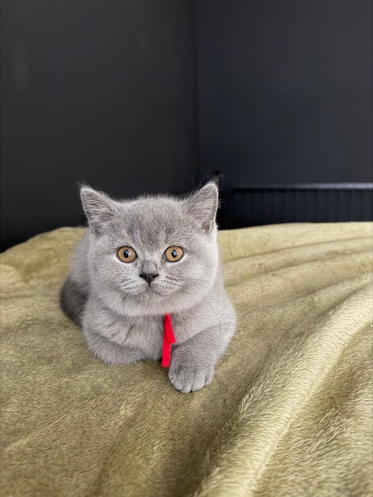Britse korthaar langhaar blauwe & lilac kittens, Meerdere dieren