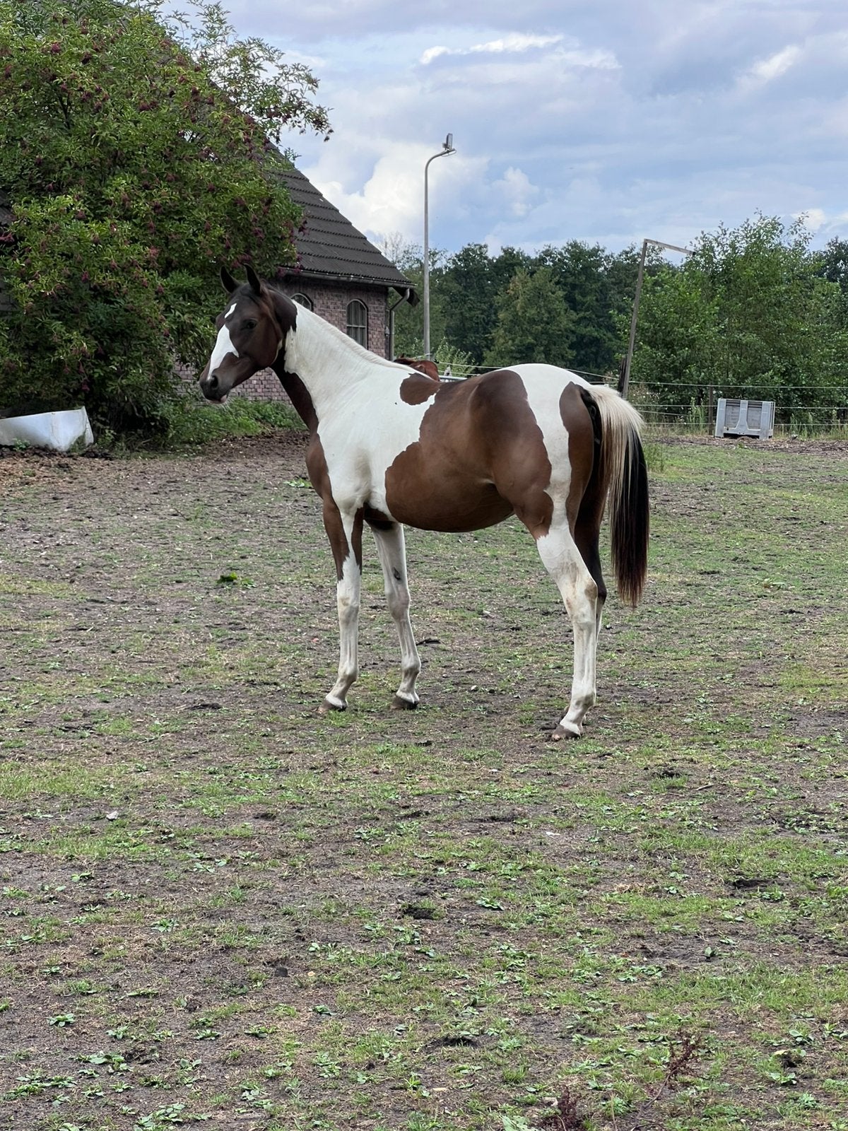 NRPS jaarling merrie, Merrie, Met stamboom, Dressuurpaard, 0 tot 2 jaar