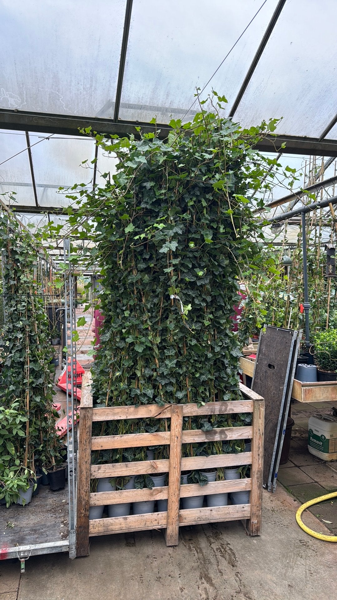 Hedera hibernica 60 t/m  250/300 cm, Ophalen, Bloeit niet, Klimplanten, Halfschaduw