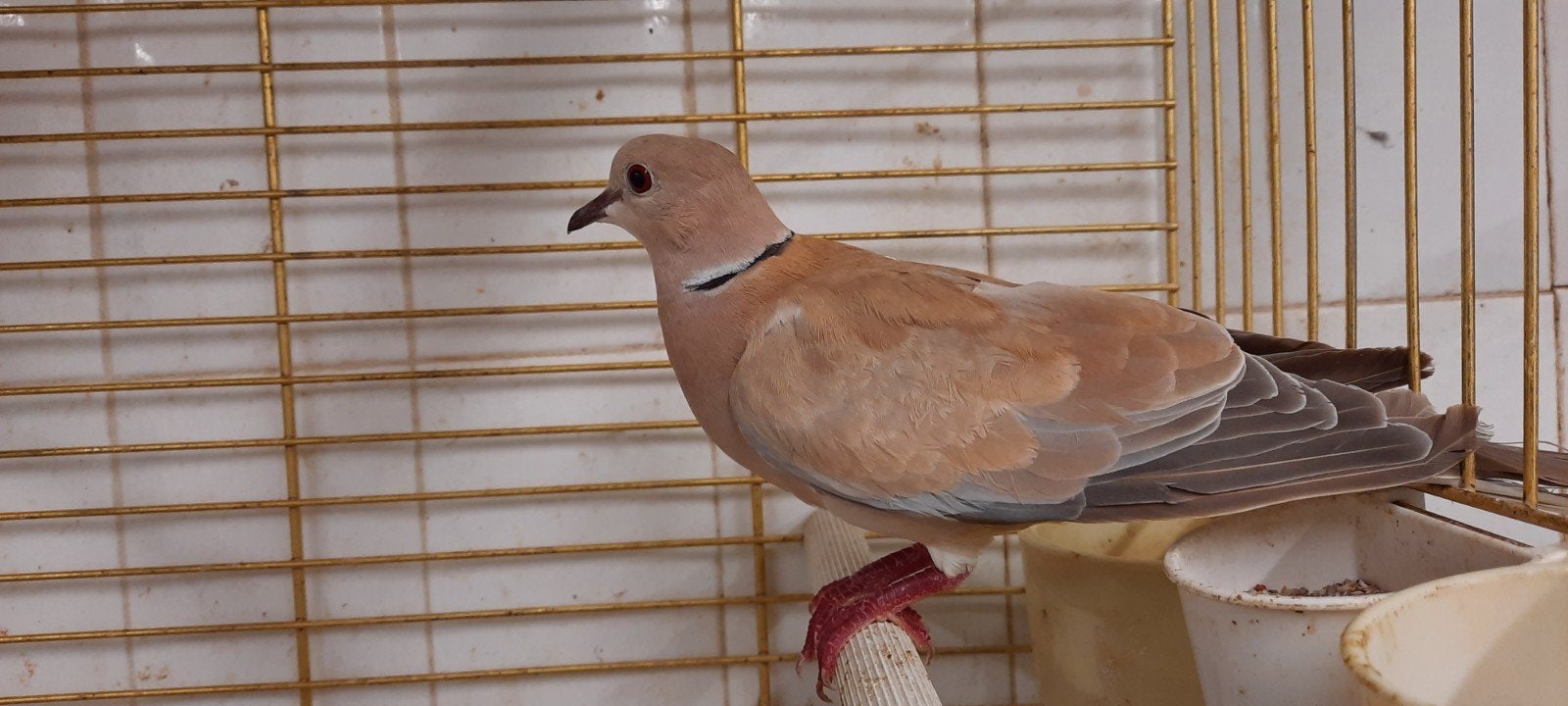 Koppel koerduiven, Dieren en Toebehoren, Meerdere dieren