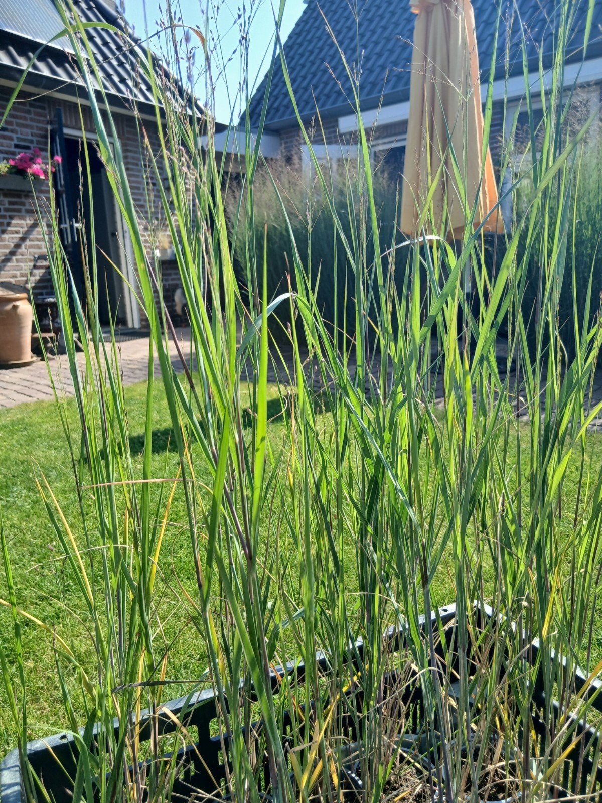Panicum vingergras - Siergras voor tuin en terras, Ophalen, Vaste plant, Siergrassen, Volle zon