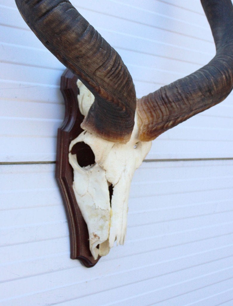 Grote schedel KUDU ANTILOPE op houten schild (ref. K), Verzamelen, Ophalen, Gebruikt, Wild dier, Schedel