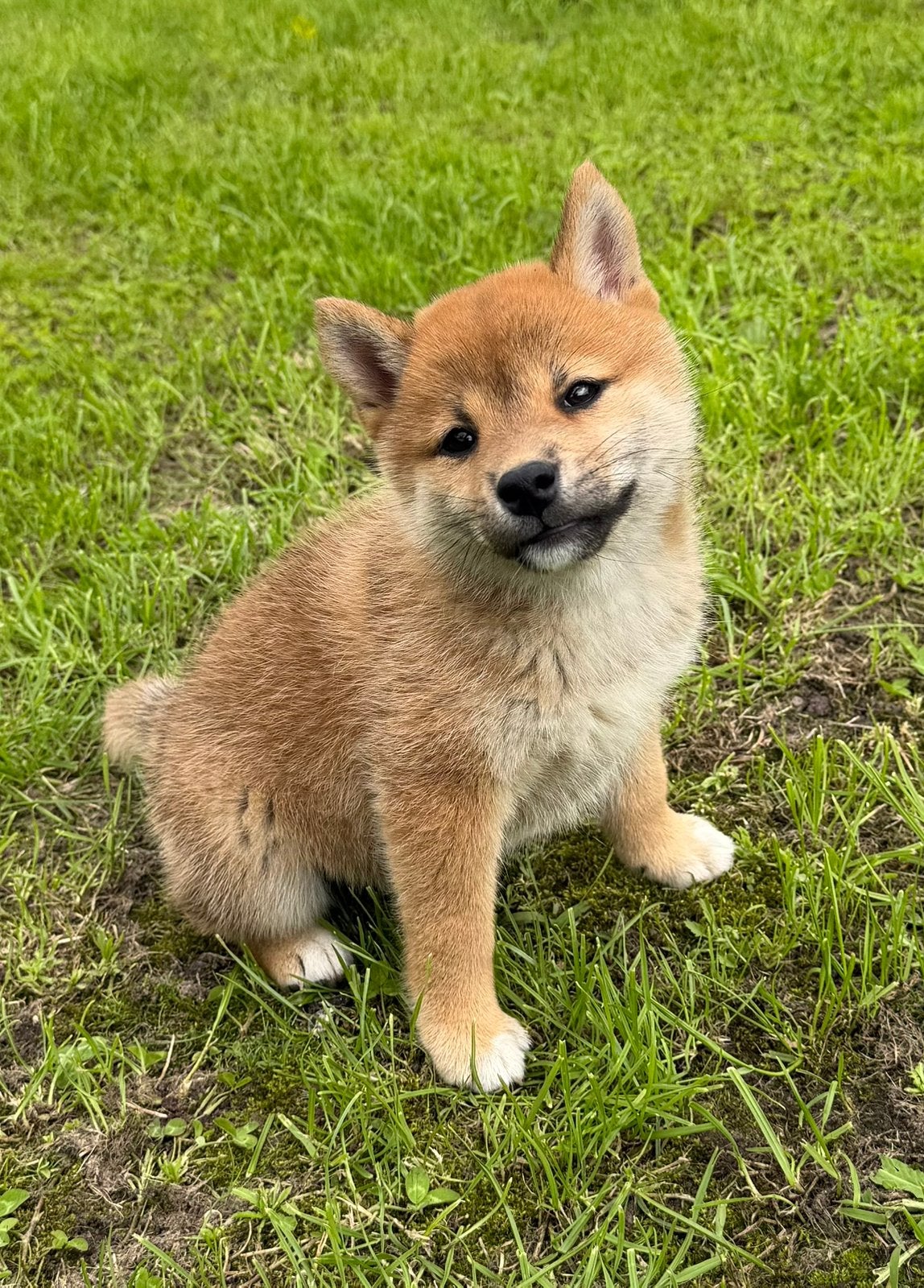 Shiba inu pups met FCI stamboom., Parvo, Nederland, Overige rassen, 8 tot 15 weken