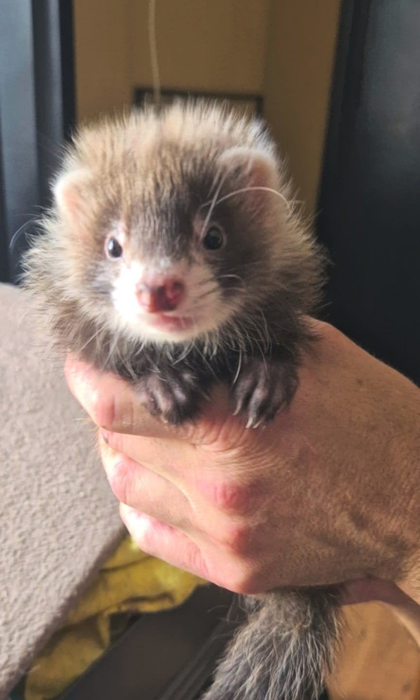 Frettenpups, Dieren en Toebehoren, Overige Dieren, Mei, Meerdere dieren