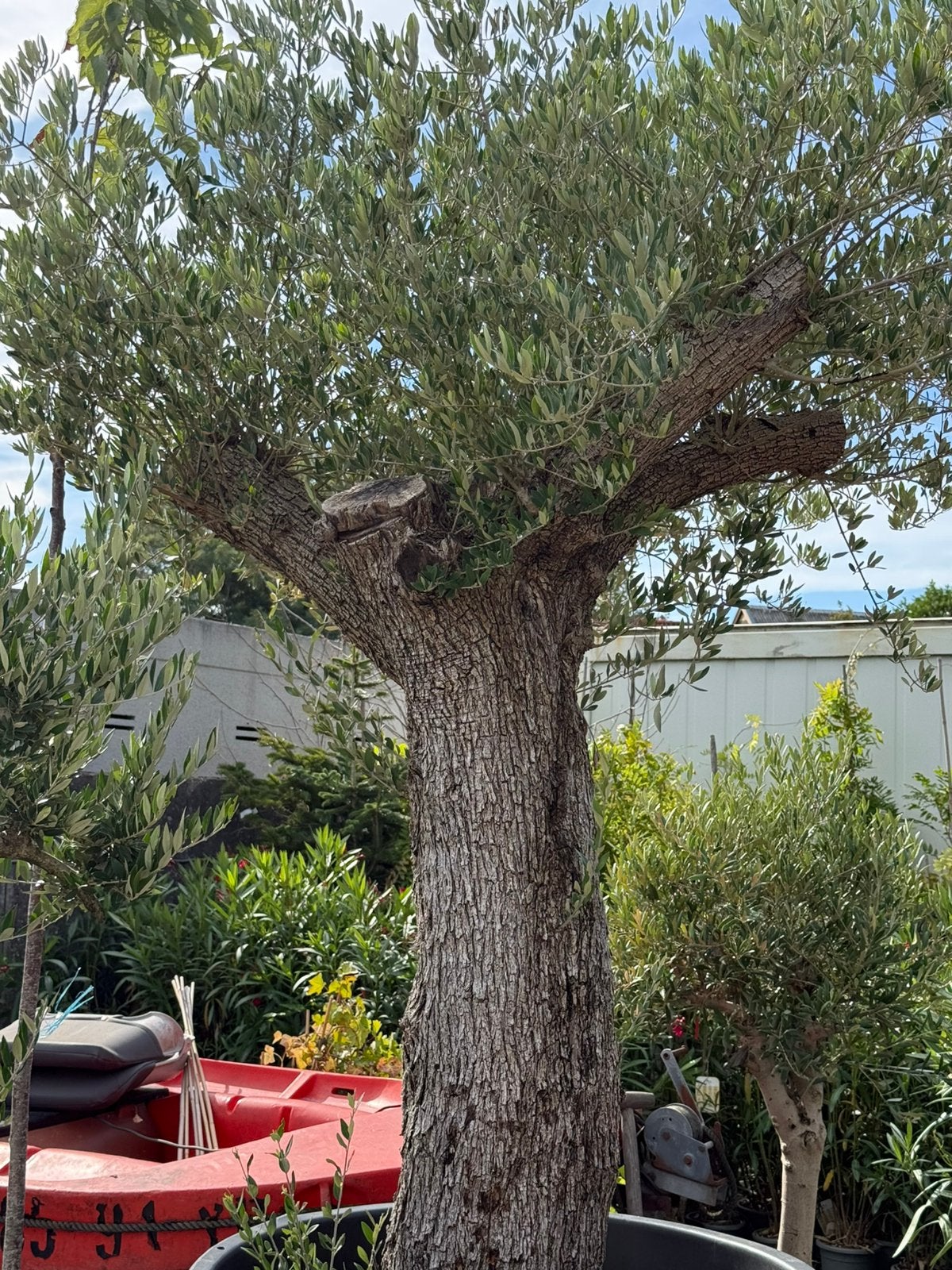 Mega grote olijf bomen en chameorops.palm vol stek nu 595.-, Bloeit niet, Overige soorten, 100 tot 250 cm, Ophalen