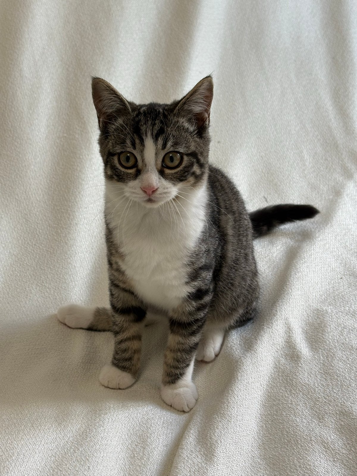 Kitten Britse Korthaar x Europese Korthaar, Kater, Ontwormd, 0 tot 2 jaar