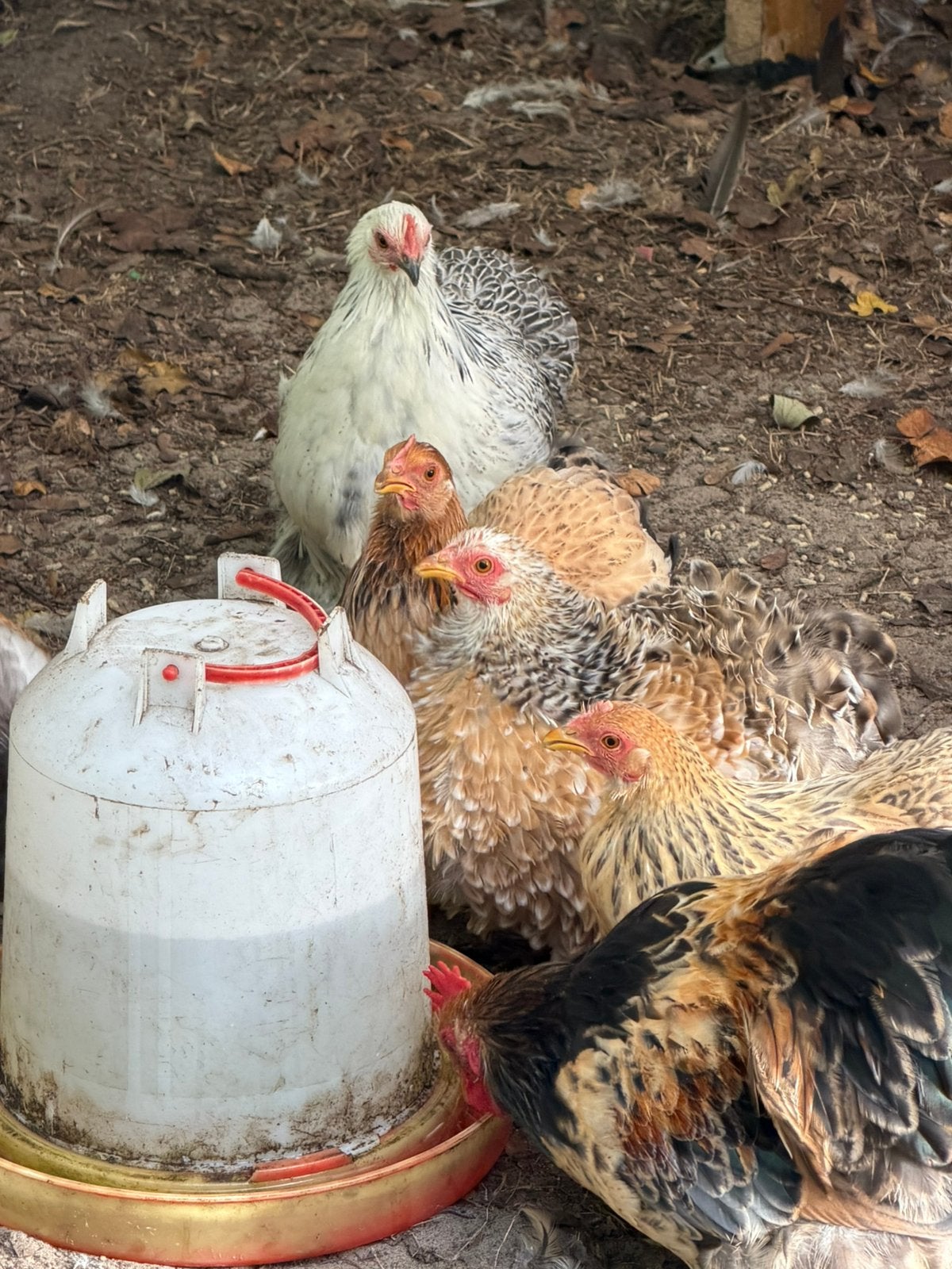 Cochin krielkuikens, Dieren en Toebehoren, Meerdere dieren, Kip