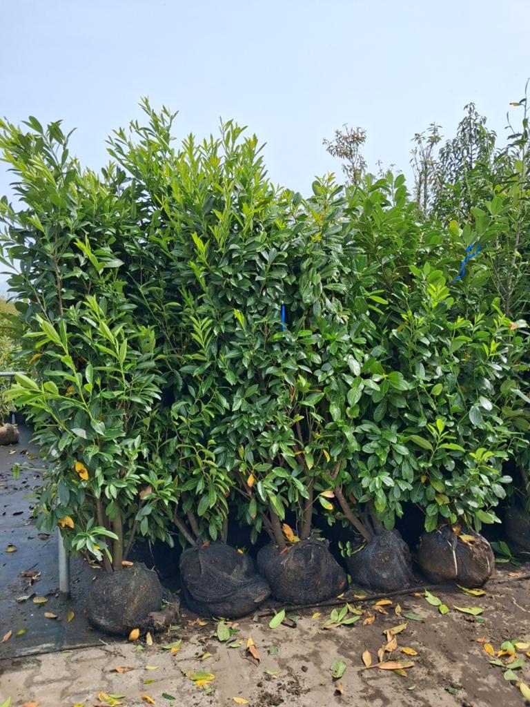 Actie!! Laurier planten 175-200 cm hoog prunus laurocerasus, Ophalen of Verzenden, Laurier, Struik, 100 tot 250 cm
