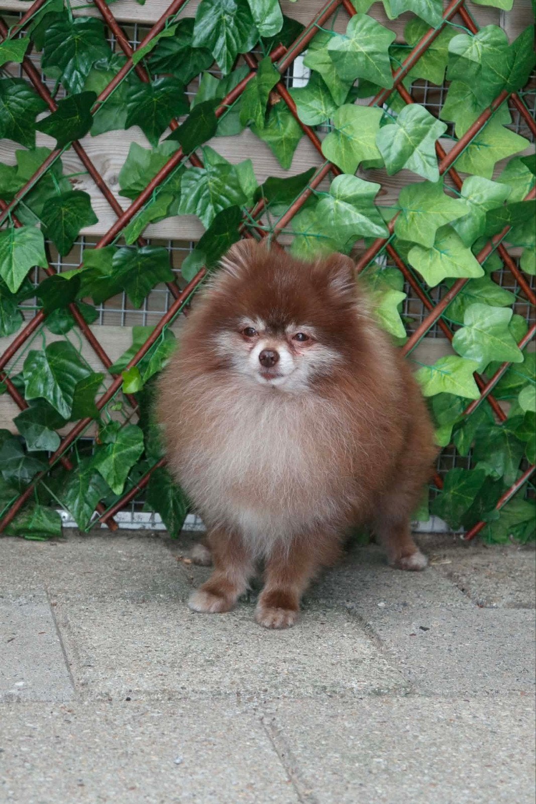 Pomeranian/ dwergkees choco dekreu ( niet te koop), Parvo, Particulier, Reu, Buitenland