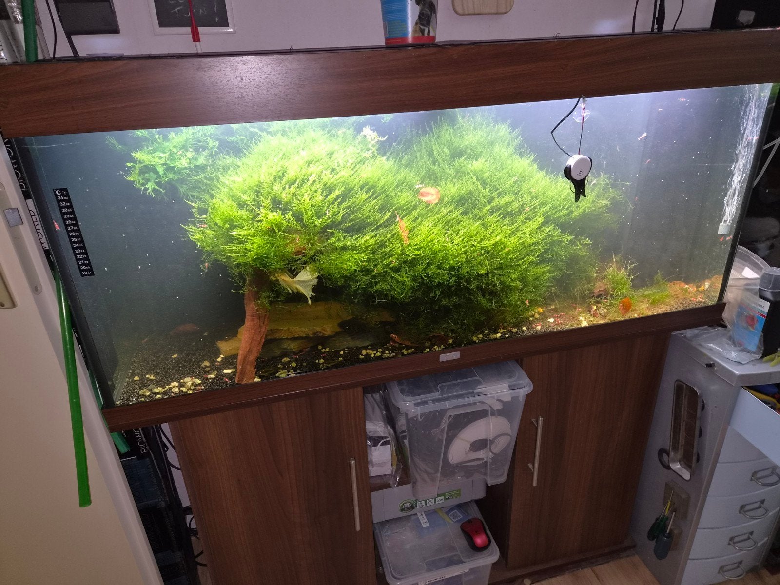 juwel 240 incl. corydoras goud ong 10 stuks, Ophalen, Gebruikt, Inclusief controller, Gevuld zoetwateraquarium