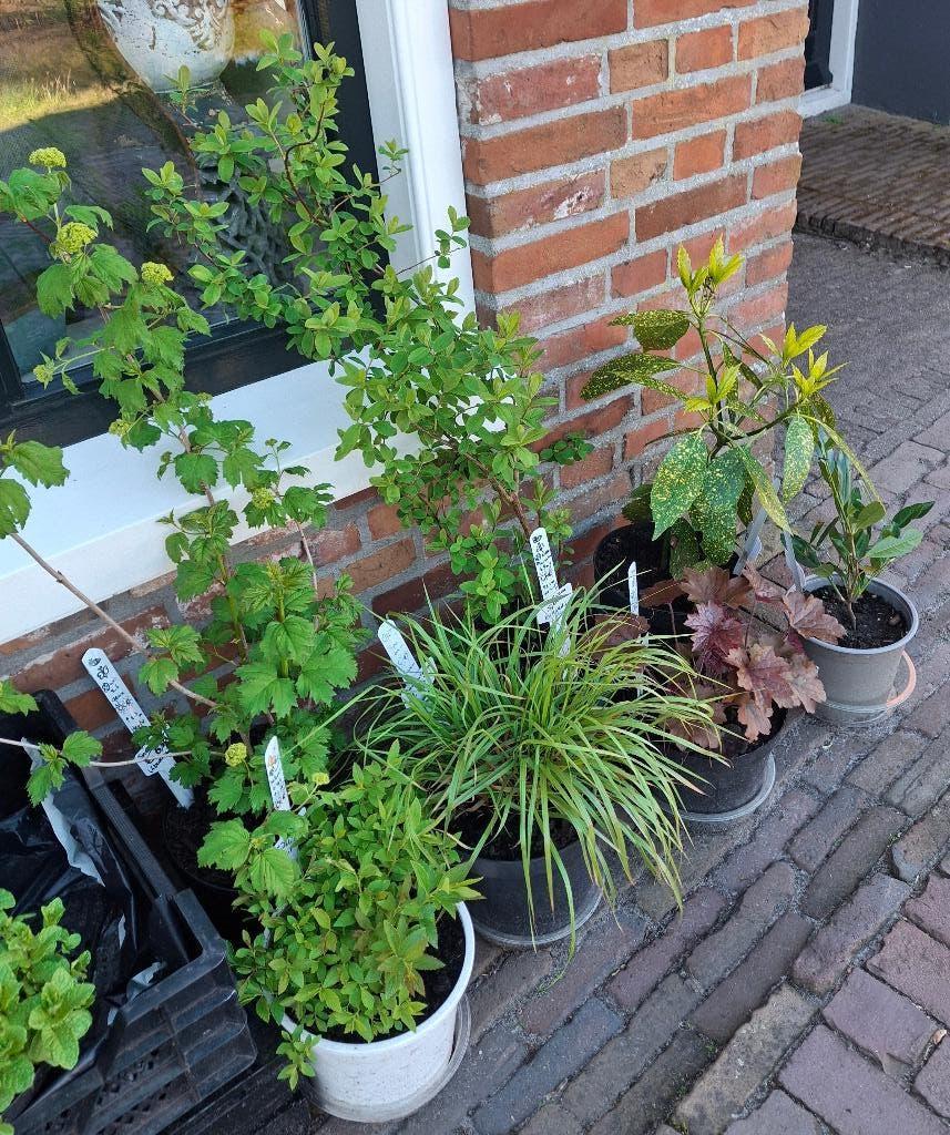 Tuinplanten, hobby & biologisch gekweekt, kleine prijsjes, Ophalen, Vaste plant, Overige soorten, Halfschaduw