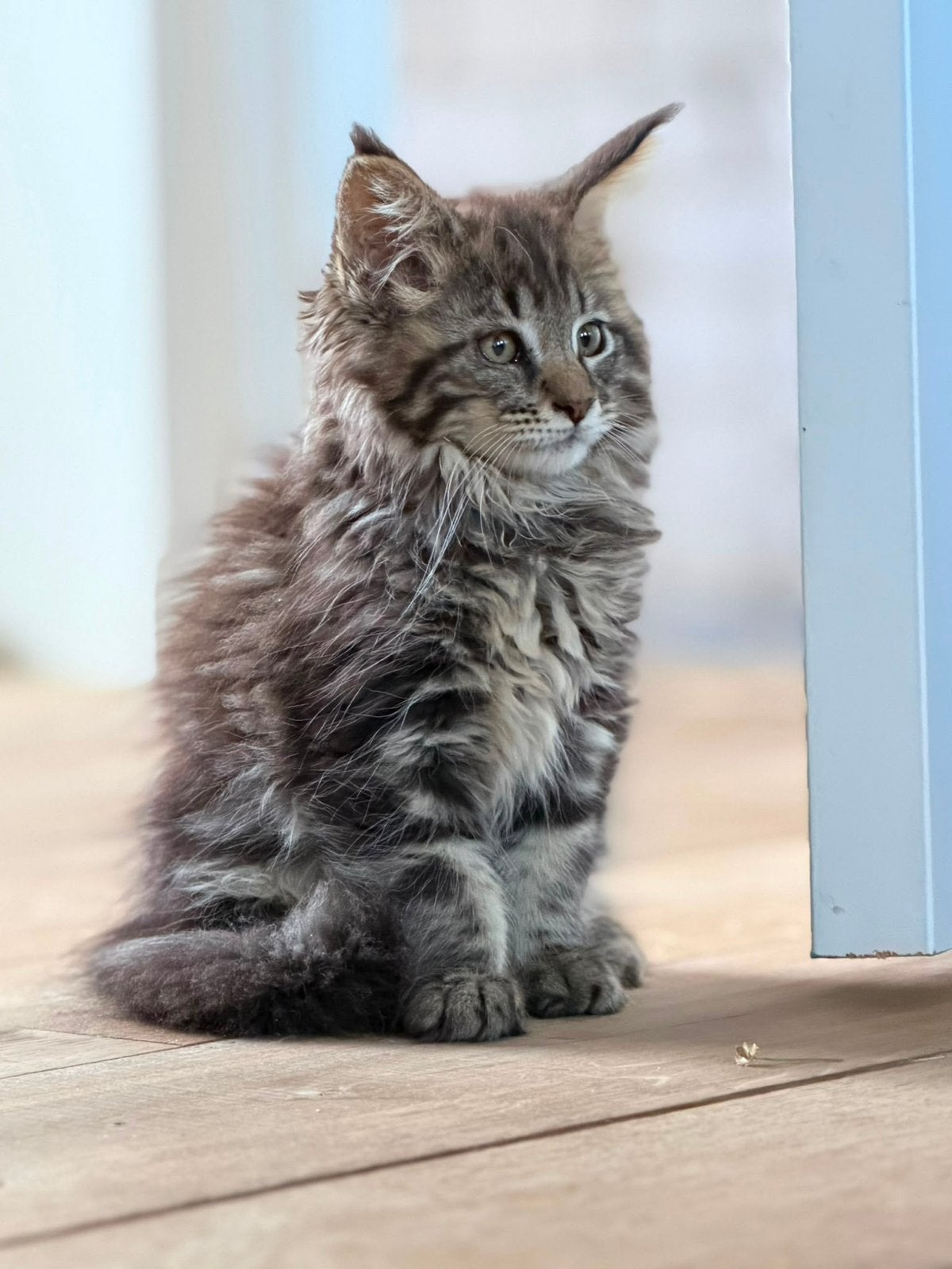 Lieve Maine Coon kittens, Dieren en Toebehoren, Meerdere dieren, Gechipt, 0 tot 2 jaar