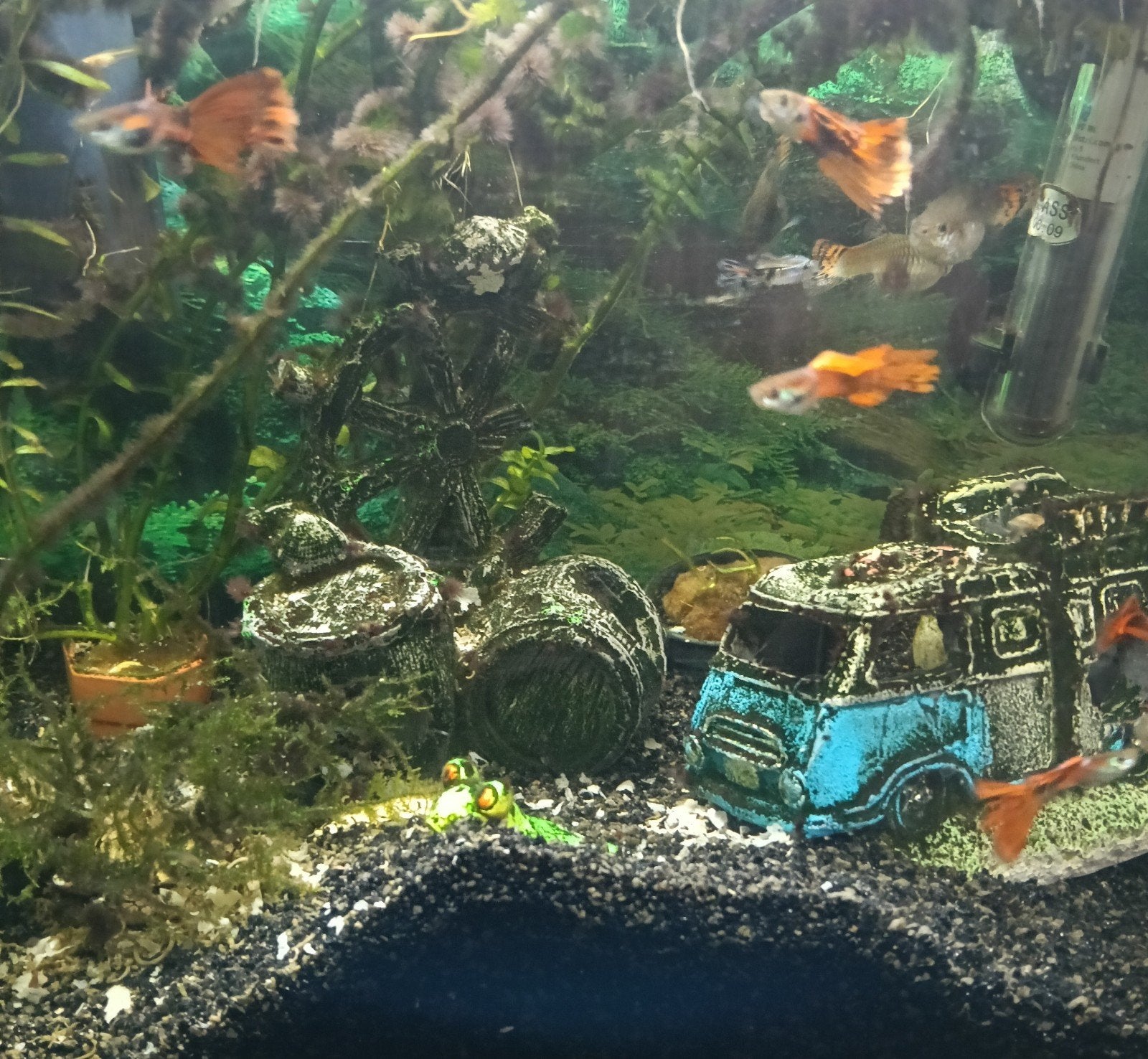 guppies, Vis, Zoetwatervis