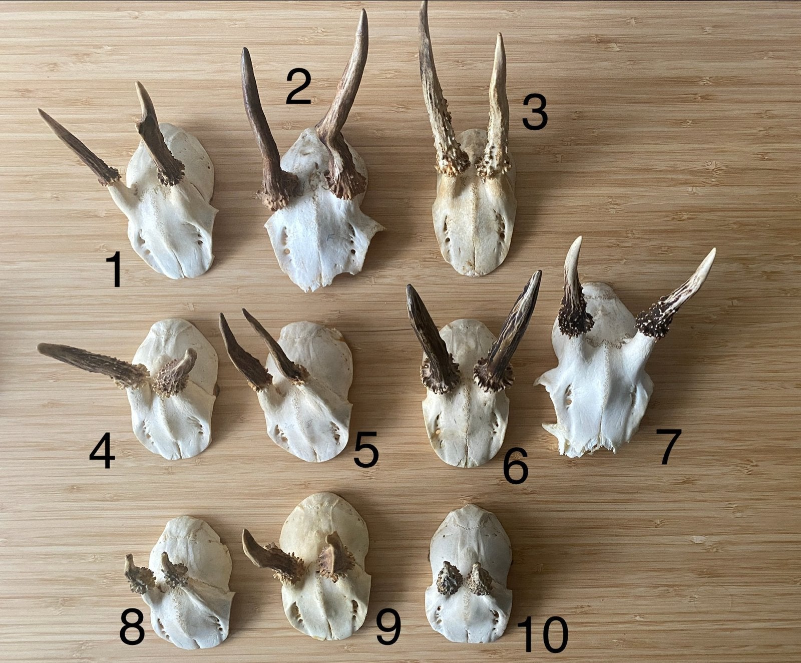 Reeënschedels met Gewei - Diverse Maten, Verzamelen, Ophalen, Nieuw, Hert, Schedel