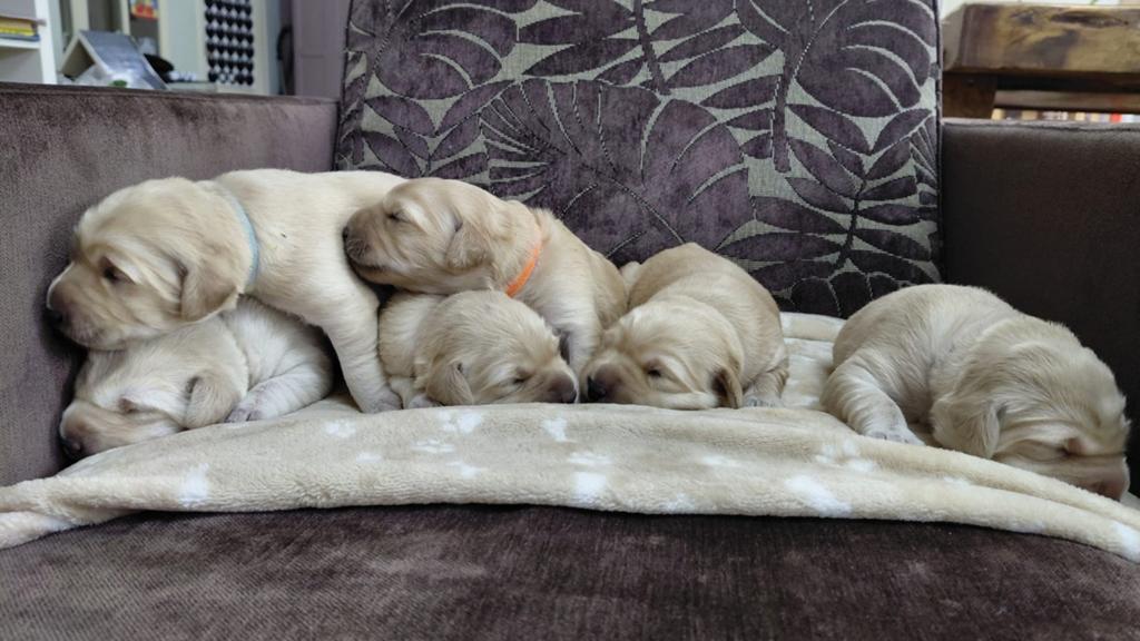 Labrador Retriever puppy's, Dieren en Toebehoren, Honden | Retrievers, Spaniëls en Waterhonden, 8 tot 15 weken, Labrador retriever