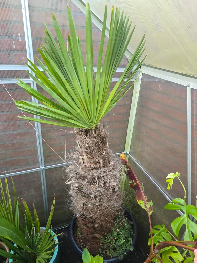 Trachycarpus wagnerianus palmboom, Tuin en Terras, Planten | Tuinplanten, Ophalen, Bloeit niet, Overige soorten, Volle zon