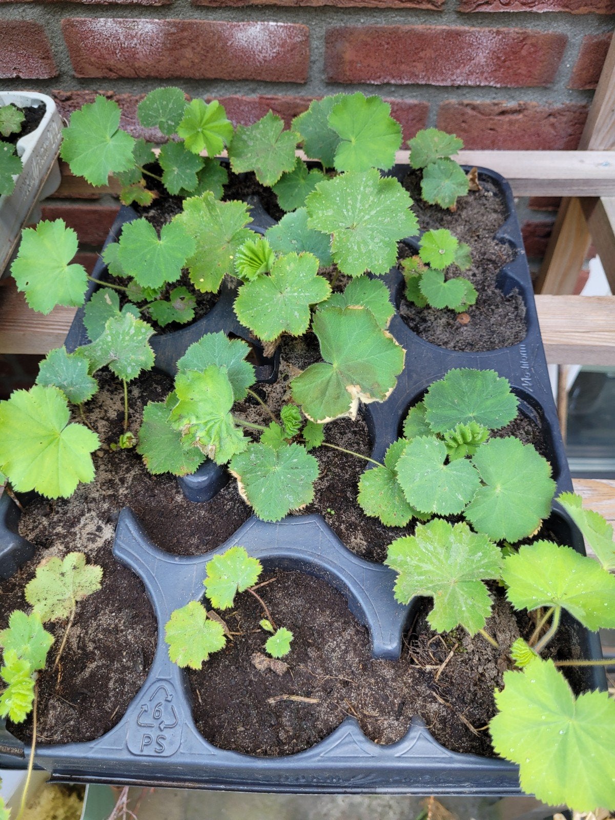 Vrouwenmantel 12 per tray, Ophalen, Vaste plant, Bodembedekkers, Volle zon