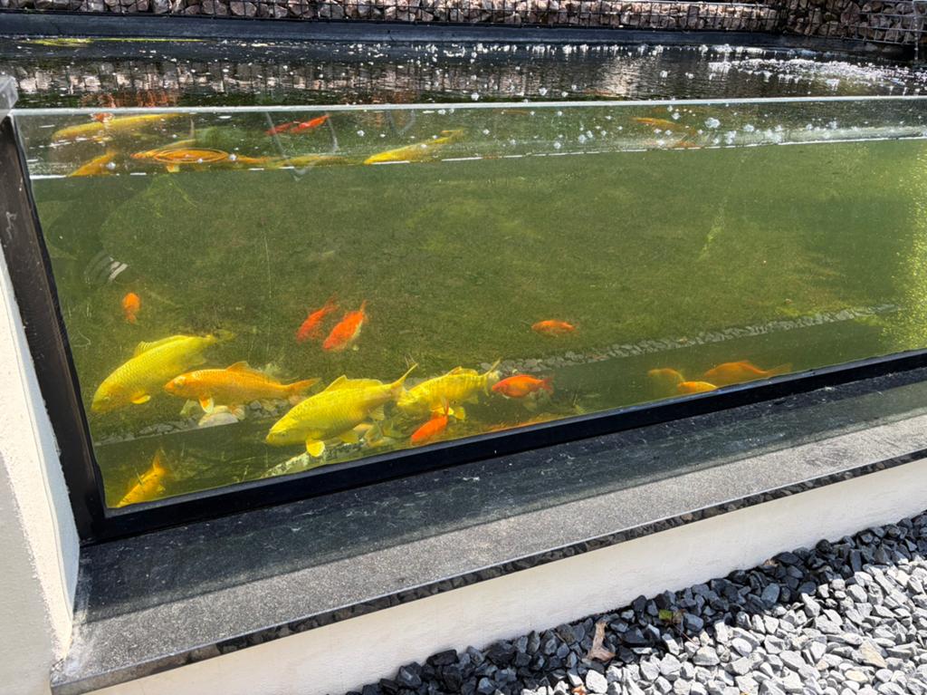 Koi karpers en goud vissen, Karper of Koi