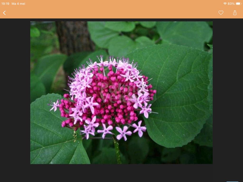 Super mooie pindakaasplant - 90 cm hoog, Volle zon, Vaste plant, Herfst, Ophalen