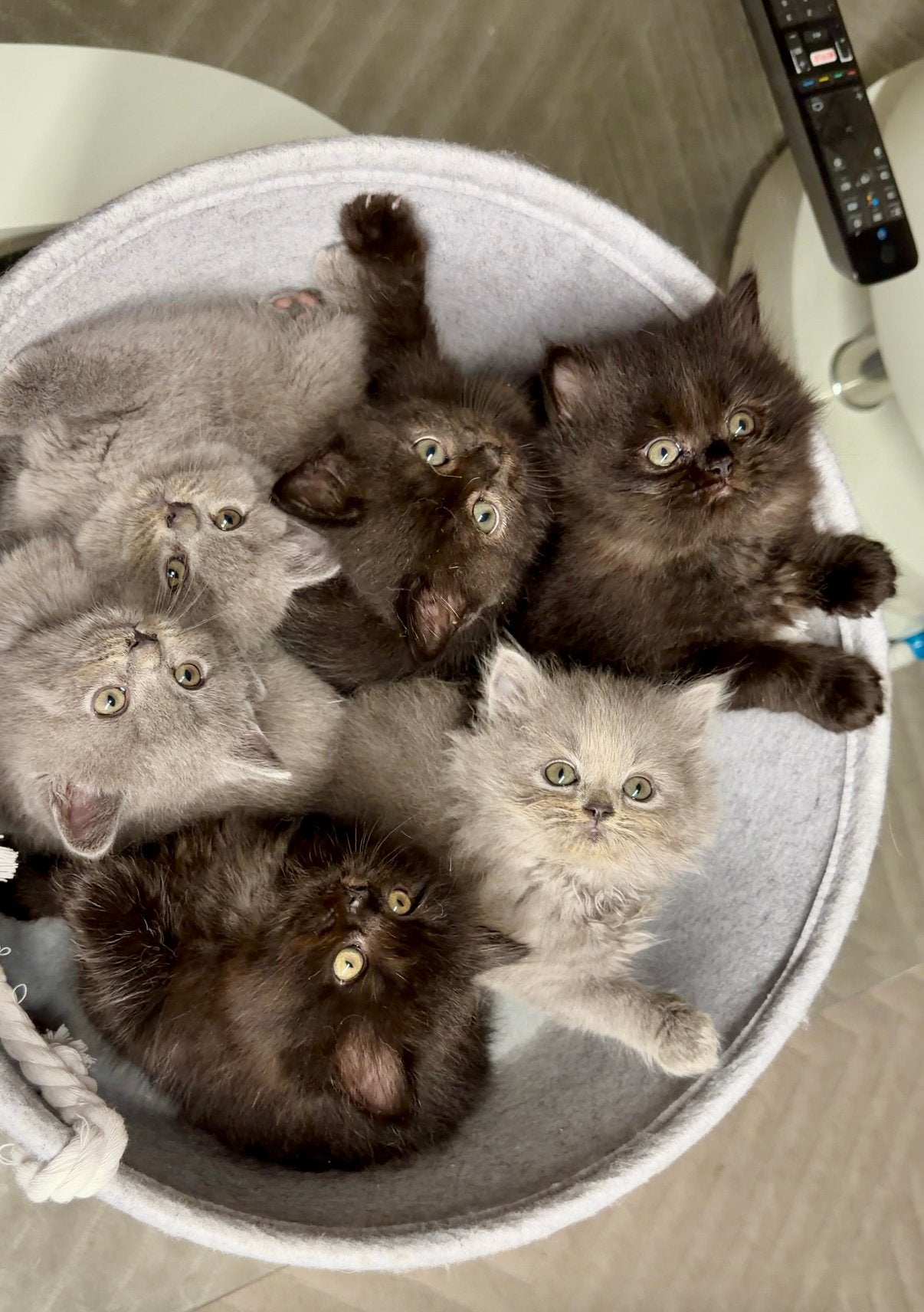 Gevaccineerd! Prachtige BLH- en BKH-kittens zoeken een nieuw, Meerdere dieren, Ontwormd, 0 tot 2 jaar