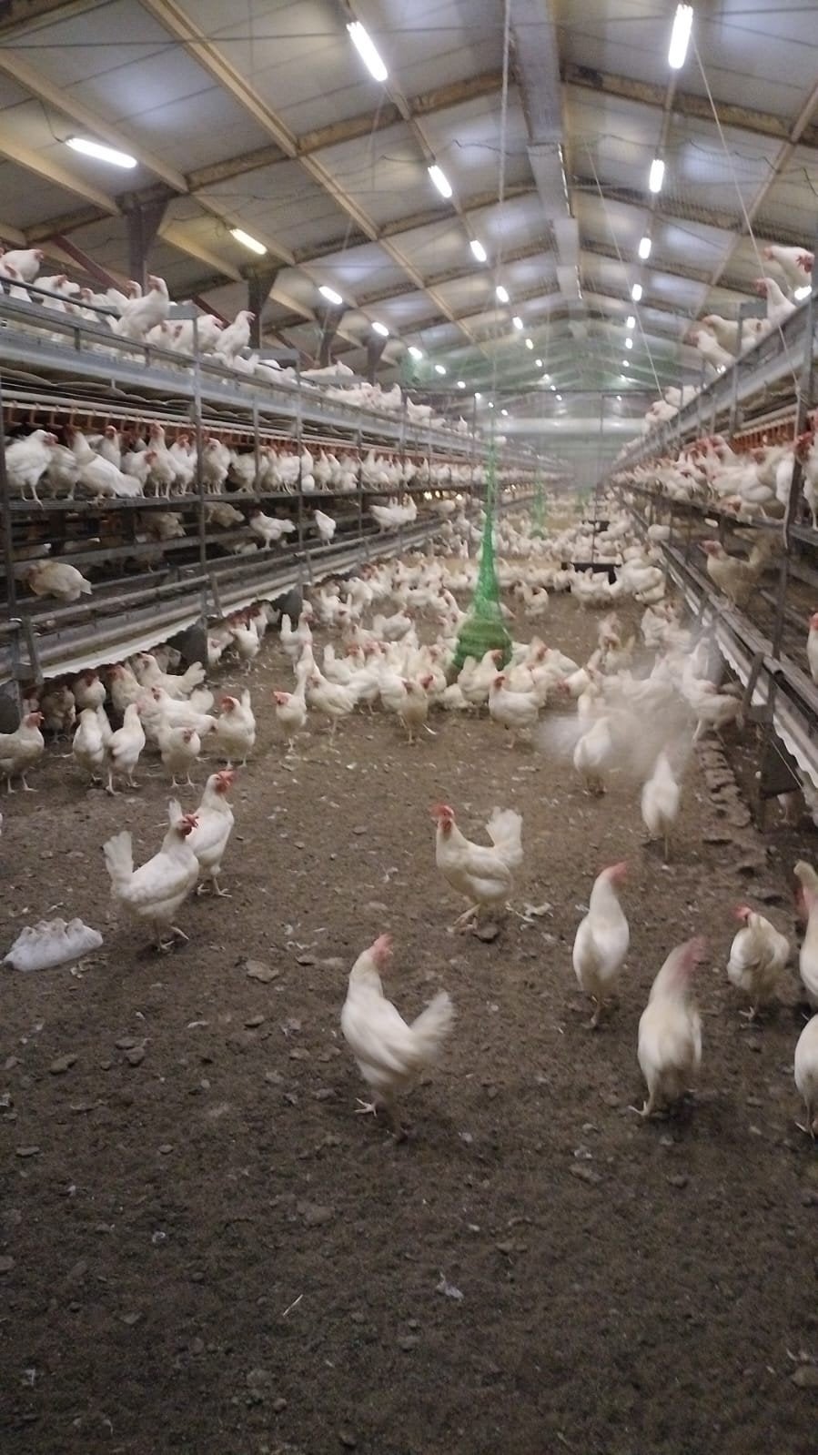 Legmeel , hoe meer u haalt hoe minder u betaald!!, Dieren en Toebehoren, Ophalen, Nieuw
